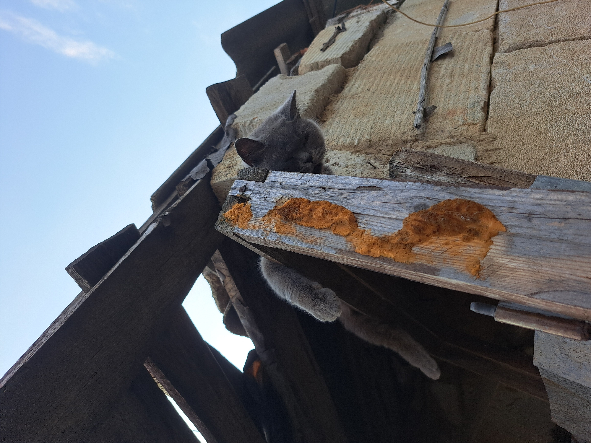The image captures a gray cat resting precariously on the wooden beams of a dilapidated structure in Vypasne, Ukraine. The cat's body is partially obscured, with its head and forelegs visible, peeking out from behind a vertical wooden beam. Its tail and hind legs hang limply, suggesting a relaxed or possibly exhausted state. The surrounding environment is characterized by weathered wood, exposed stone blocks, and a clear blue sky above, indicating an outdoor setting. The overall impression is one of decay and disuse, with the cat providing a subtle element of life amidst the ruins.