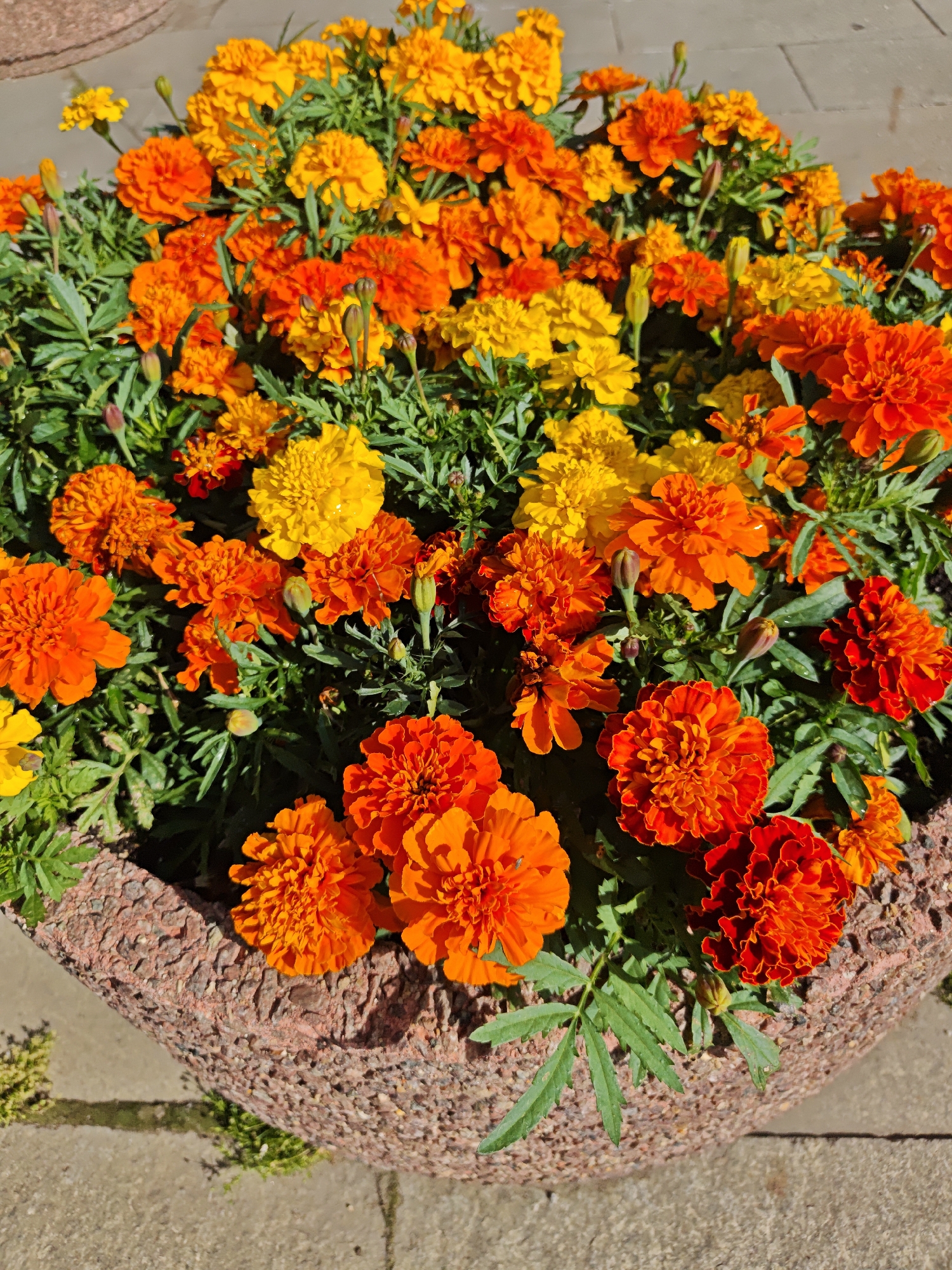 A close-up, eye-level, outdoor, full shot showcases a textured, rough, reddish-brown, circular planter filled with vibrant orange and yellow marigolds. The planter is positioned on a paved surface, likely a sidewalk, with rectangular, light gray concrete slabs visible. Green foliage and buds are interspersed among the dense blooms. The lighting suggests it is daytime, with shadows cast on the ground. The scene is located in Moscow, Russia.