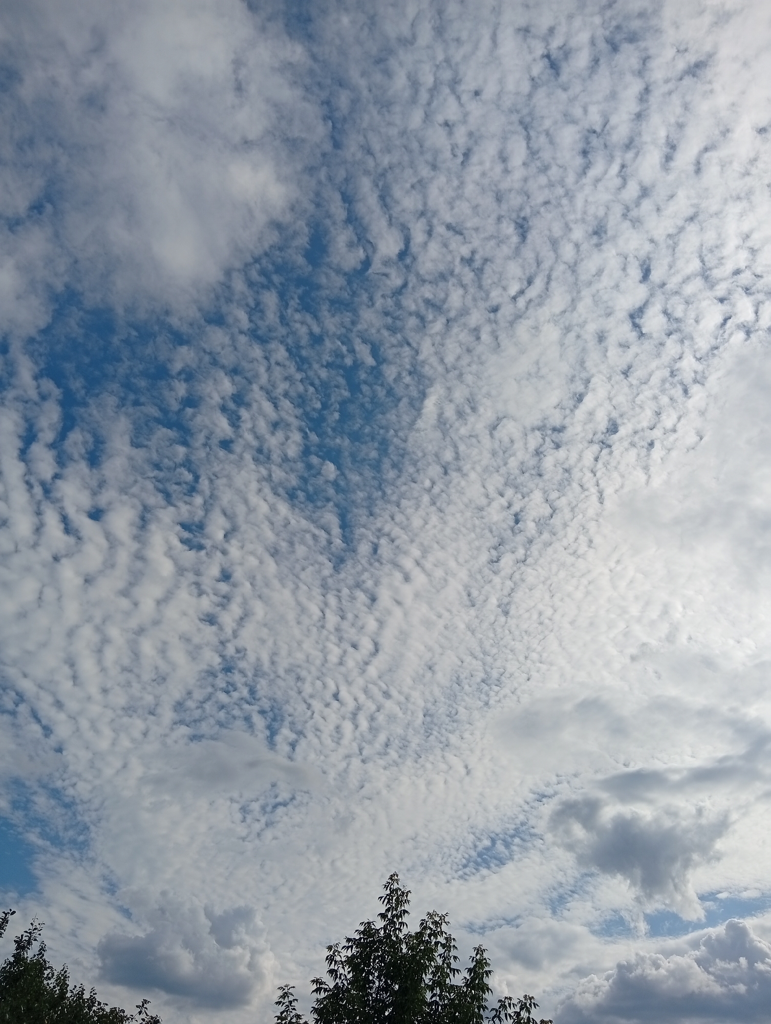 An outdoor, eye-level, medium shot captures a sky filled with altocumulus clouds. The clouds are spread across the frame in a pattern of small, rippling white formations, with patches of clear blue sky visible between them. Towards the bottom of the image, the tops of dark green trees are visible, suggesting an outdoor scene with vegetation. The lighting is natural, indicative of daylight.