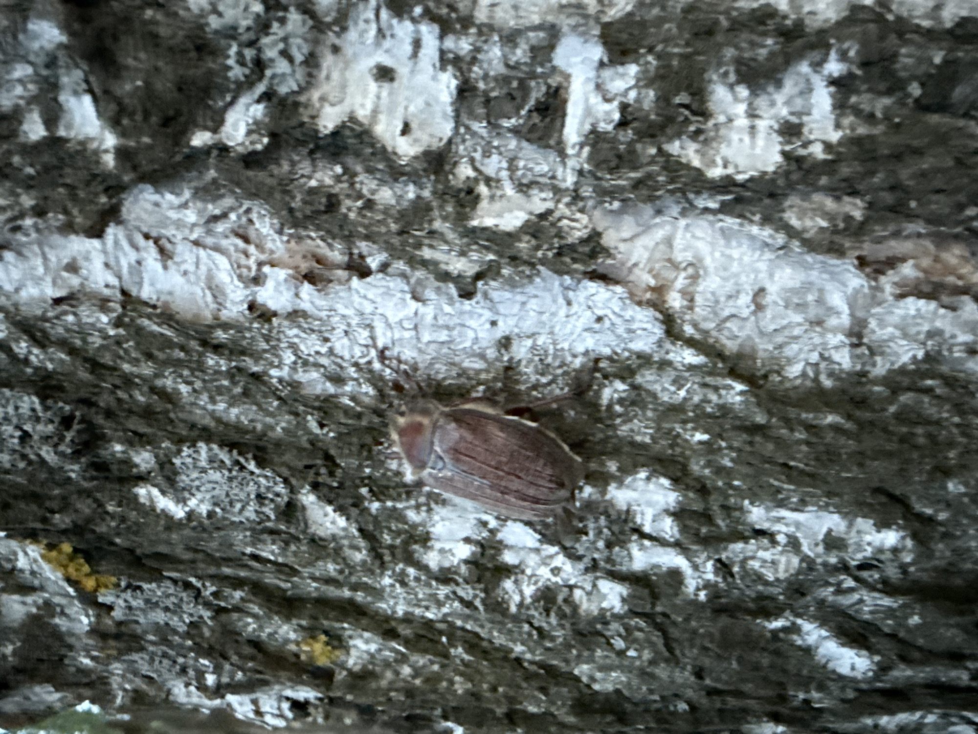 A brown beetle rests on the bark of a tree. The tree bark is textured with shades of gray and white. The scene appears to be located in a natural setting, such as a park or forest, in Unknown, Unknown.