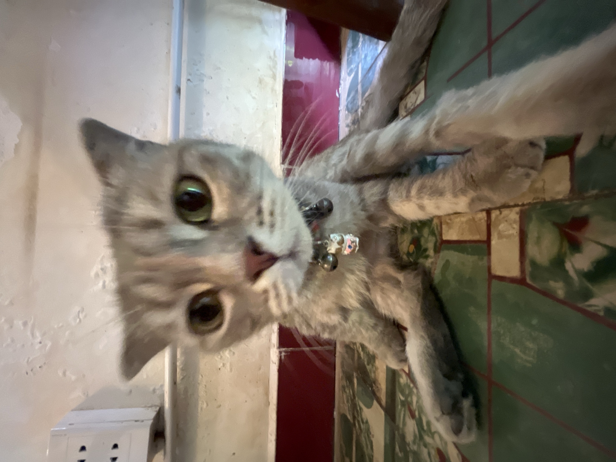 An indoor scene depicts a short-haired domestic cat of a grey tabby pattern, seated on a tiled floor and facing directly towards the viewer. The cat has prominent green eyes, a pink nose, and is wearing a red collar adorned with two small silver bells and a light-colored charm. Its head appears enlarged relative to its body due to a wide-angle photographic perspective.
The cat sits on a floor composed of green and light brown geometric tiles with reddish-brown grout lines. Behind the cat, a reddish-brown baseboard or tiled trim runs along the bottom of a light-colored, textured wall. A white, cylindrical rod or pipe is mounted horizontally on the wall. To the left side of the frame, a white electrical outlet or switch with multiple rectangular openings is fixed to the wall. The environment suggests a domestic setting within the city of Đà Nẵng, Vietnam.