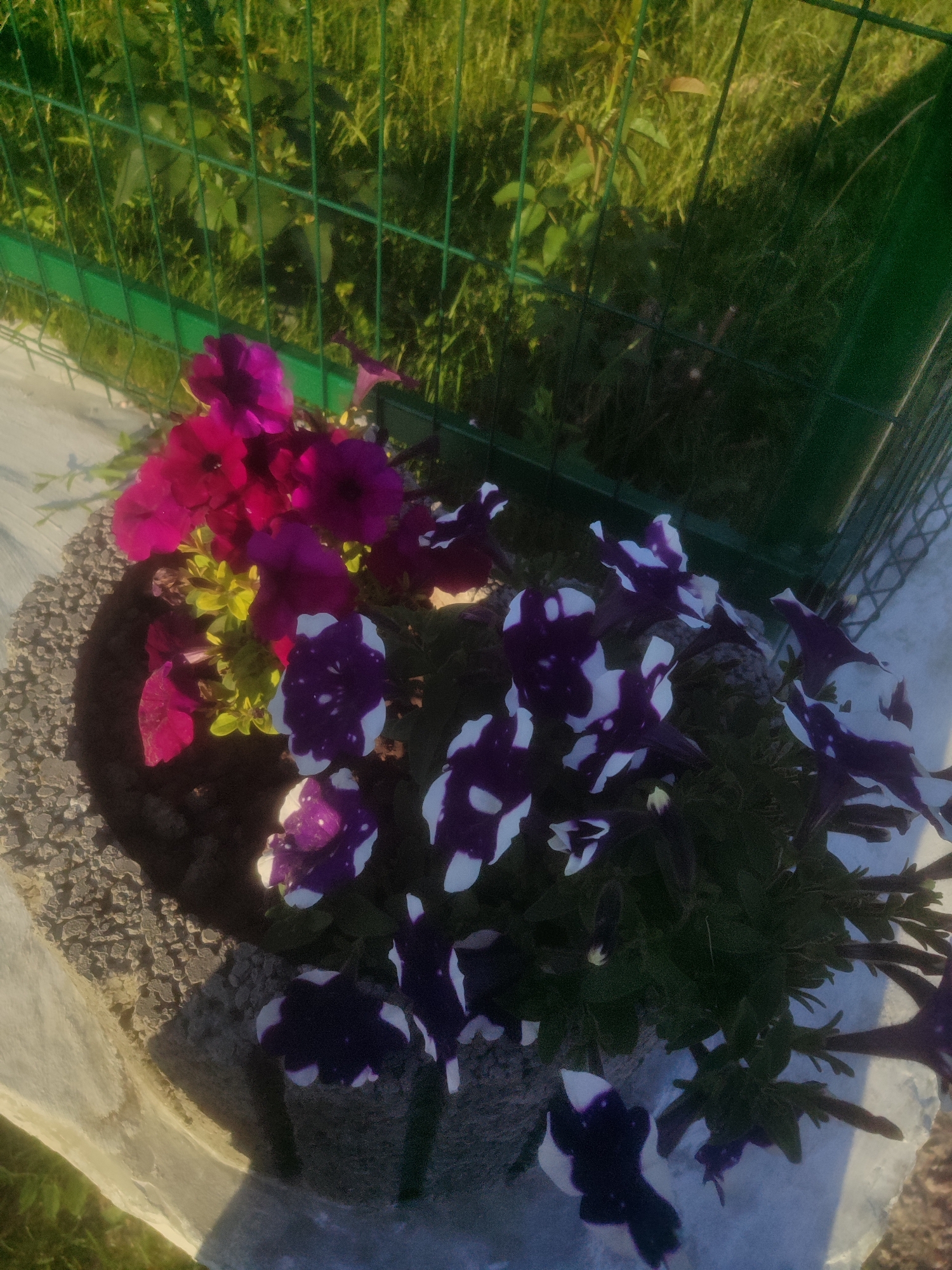 In an outdoor urban setting, a planter with two varieties of flowers sits on a concrete ledge next to a green metal fence. The planter is filled with dark soil and rocks. One variety of flower is a deep pink, with some petals appearing almost magenta. The other variety is a dark purple with white splotches. Beyond the fence, green grass and foliage are visible, with patches of sunlight and shadow. The scene appears to be illuminated by natural daylight, with harsh shadows suggesting a high sun angle. There are no people or animals present in the image. The location is Unknown, Unknown.