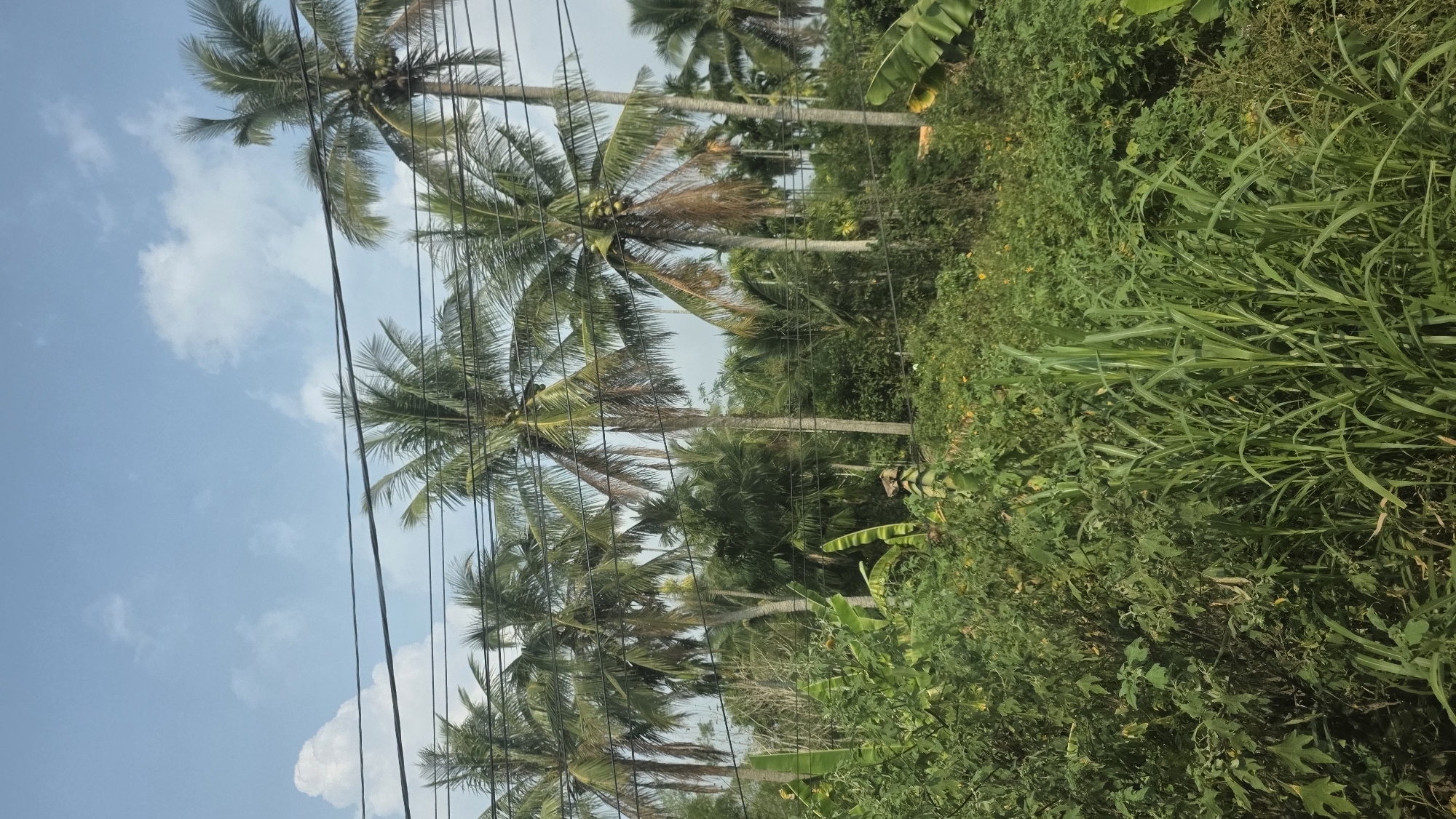 The image captures a scene in Xuân Long, Vietnam, featuring tall palm trees lining the left side of the frame, their fronds reaching towards a blue sky with scattered white clouds. Power lines cut across the view, intersecting with the trees. The right side of the image is dominated by dense vegetation, with varying shades of green indicating different plant types. Some taller grasses are visible amidst the other greenery.