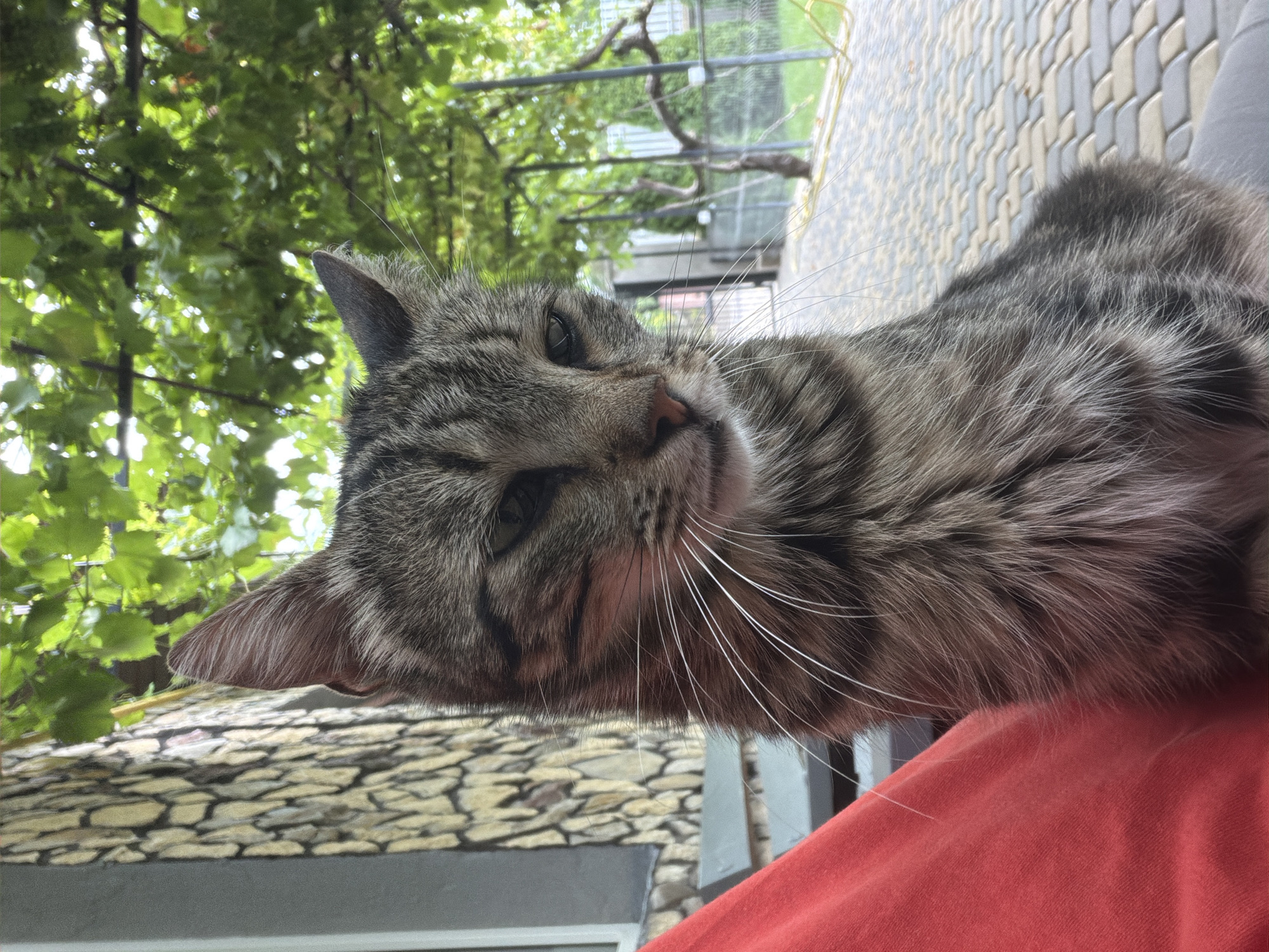 A medium shot shows a tabby cat with grey and brown fur, sitting outdoors. The cat is looking to its left with its eyes partially closed and its head tilted slightly downwards. Its whiskers are prominent and white. The cat's left ear is visible, pointing upwards. A person's bright red garment is on the left side of the frame, partially obscuring the cat's body. The background features a stone-patterned wall on the left, and a paved area with interlocking bricks, bordered by a fence and greenery. Overhead, there are branches with green leaves, suggesting a tree or vine. The scene is likely in a backyard or courtyard. The location is specified as Oxentea, Moldova.