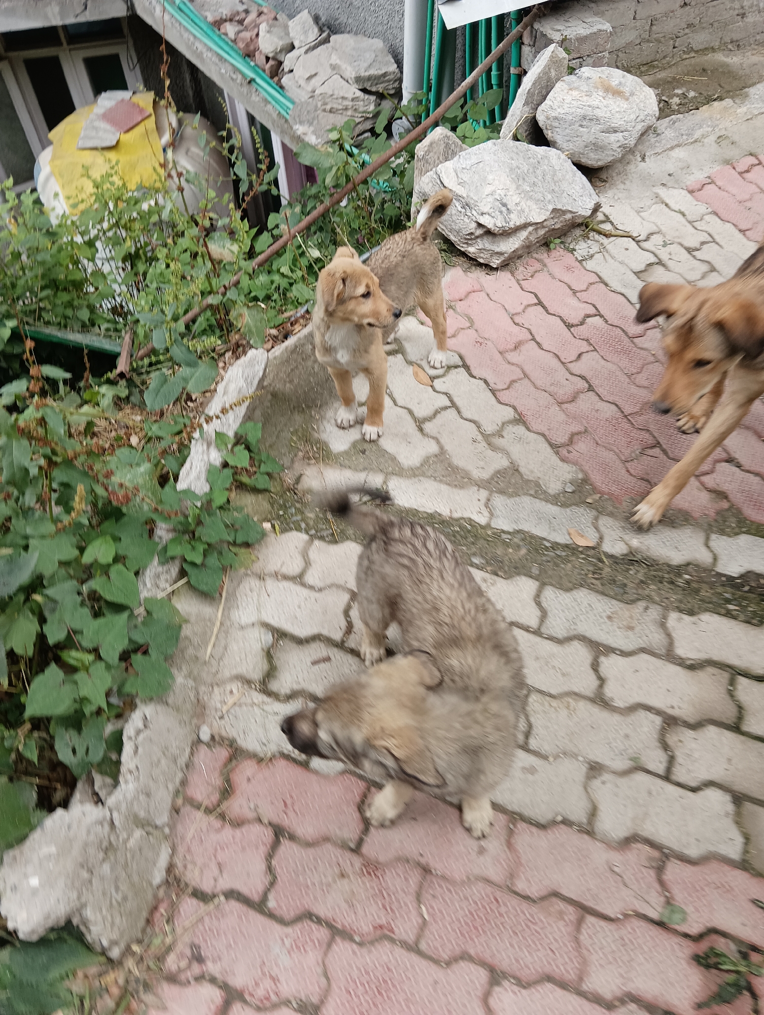 In Vashisht, India, three dogs are visible on a paved walkway. A light brown puppy stands facing to the right, with its tail raised. To its left and slightly behind, a larger, light brown dog is partially visible, facing left. In the foreground, another larger dog with mottled brown and gray fur is facing left, looking down at the ground. The walkway is made of interlocking red and gray pavers. Green foliage and some rocks are present to the left of the walkway. In the background, parts of a building and more rocks are visible.