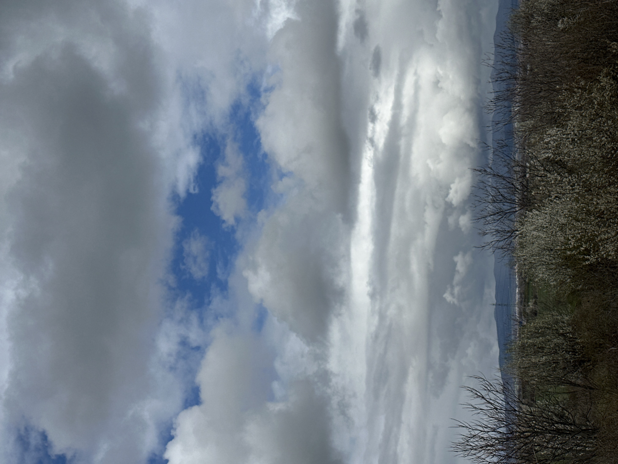 The image depicts a landscape near Sofia, Bulgaria, under a partly cloudy sky. The left side of the frame is dominated by grey and white clouds, with patches of blue sky visible. The right side of the image shows trees with white blossoms, suggesting spring. Bare branches are also visible among the flowering trees. In the background, there are subtle hints of terrain elevation, possibly distant hills or mountains. Power lines and structures are faintly visible amidst the trees and green fields.