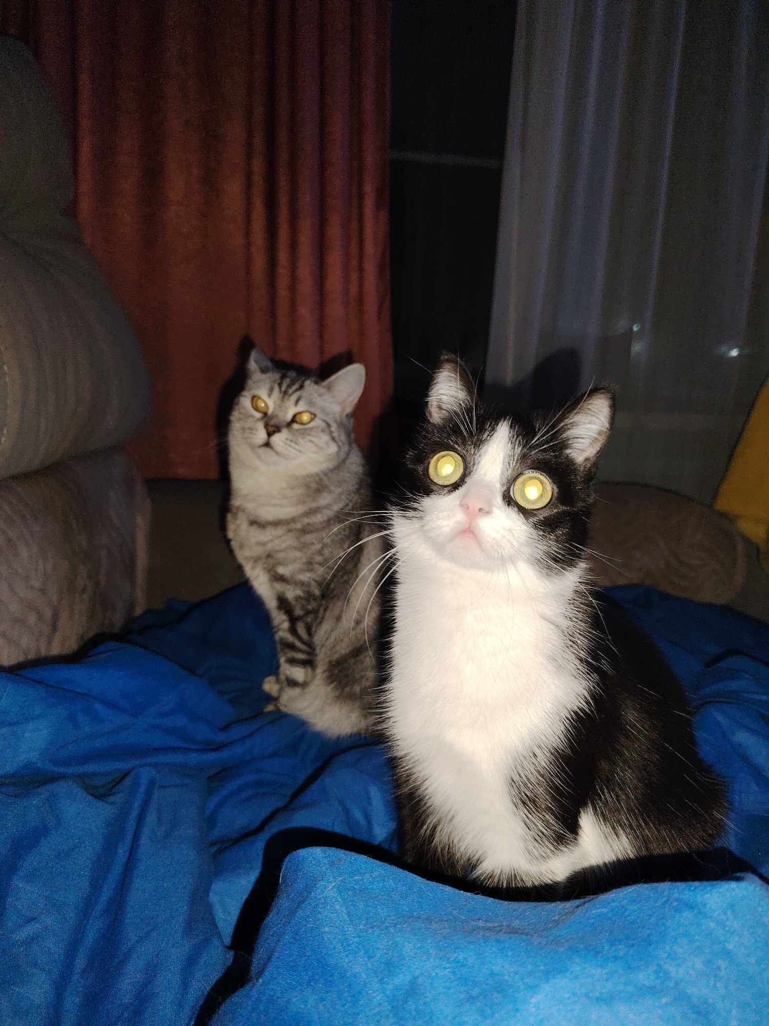 Two cats are sitting on a blue blanket. The cat in the foreground is black and white with yellow eyes, looking directly at the viewer. The cat behind it is gray and tabby, also with yellow eyes, looking slightly to the left. Behind them are curtains, one red and one white. The background is dark, possibly a window at night. The location is indoors.