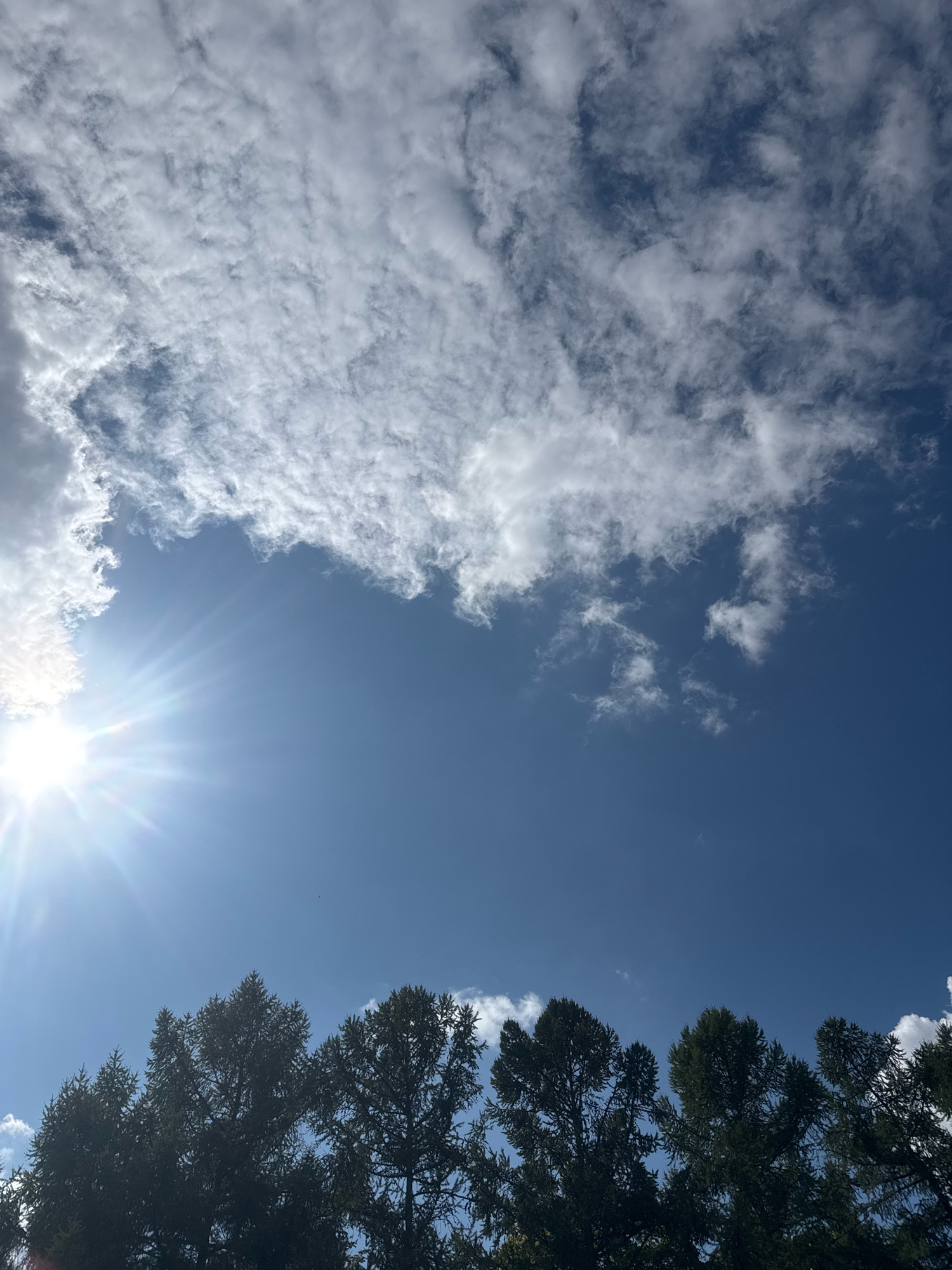 The image captures a clear blue sky with scattered white clouds, a bright sun with visible rays on the left, and the silhouettes of dark green coniferous trees along the bottom edge. The perspective is looking upwards from below the tree line. The scene is outdoors, likely in a natural setting with trees. There are no people or specific urban features visible that would indicate a precise location within Sovkhoza imeni Lenina, Russia, beyond it being an area with coniferous trees and a clear sky.