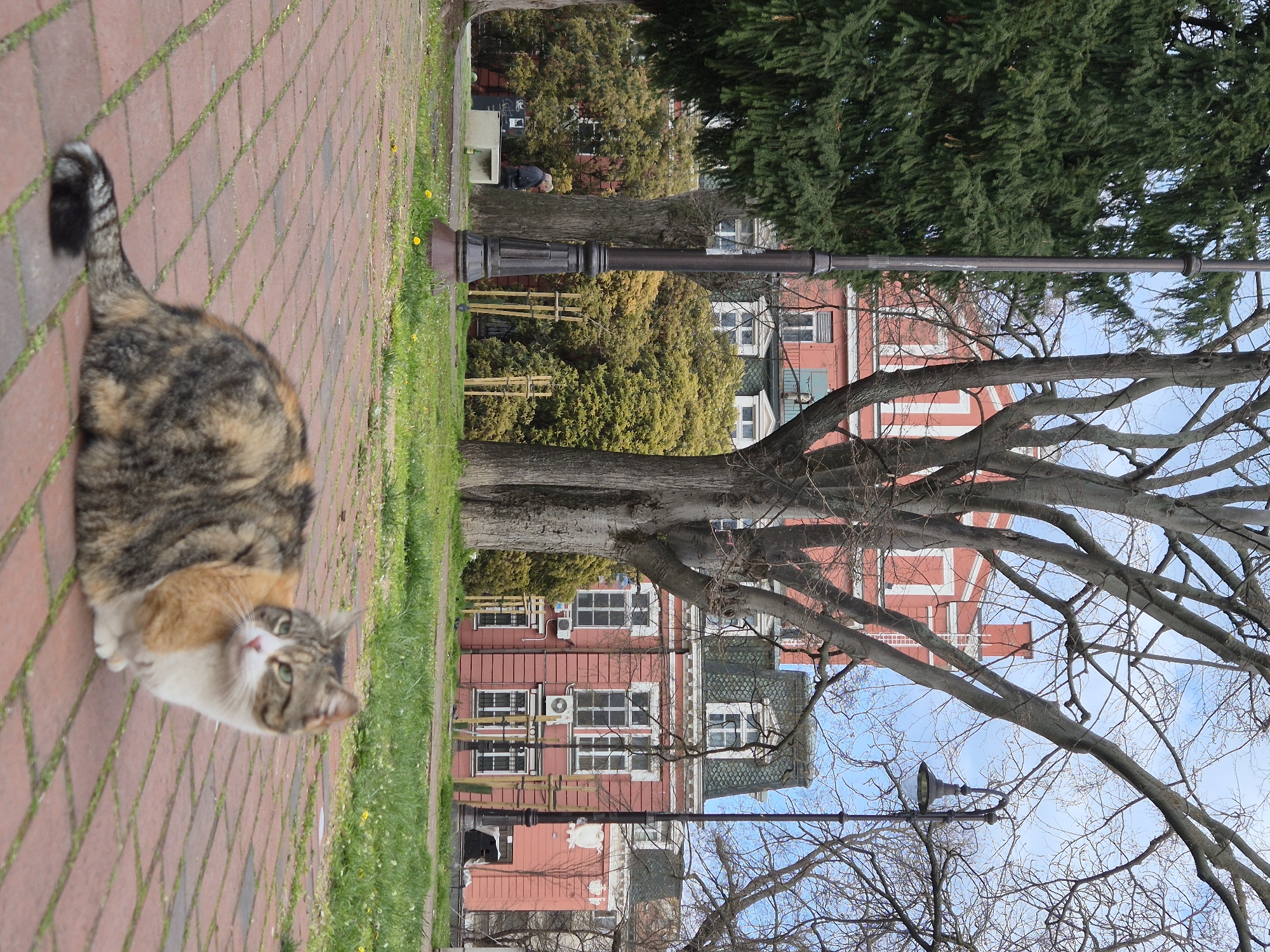 A tortoiseshell cat lies on a brick path in a park in Varna, Bulgaria. The park contains trees and grass. Buildings are visible in the background, and a person sits on a park bench. Streetlights are visible.