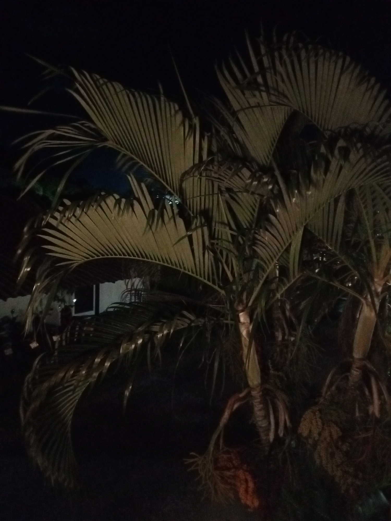 The image depicts a dimly lit scene, likely at night, in Baan Chaloklum, Thailand. Two palm trees are the primary subjects, their fronds illuminated by an unseen light source. The fronds are elongated and serrated, radiating upwards. The trunks of the palm trees are visible near the base of the image, surrounded by what appears to be ground cover or foliage. A building or structure is faintly discernible in the background, with a window slightly visible through the foliage of the palm trees. The overall environment is dark, suggesting the absence of direct lighting.