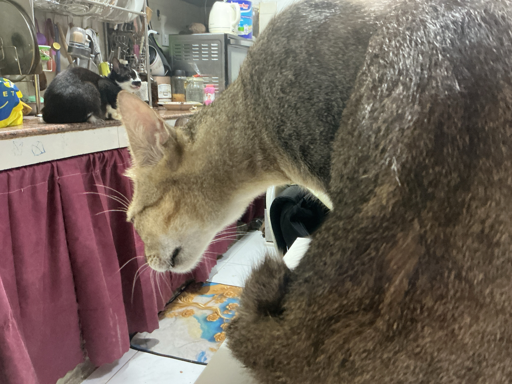 The image depicts a domestic indoor scene, likely a kitchen or dining area, with at least two cats. In the foreground and to the right, a large, fluffy cat with brown and gray tabby markings is partially visible from the rear, with its head turned away from the camera, obscuring most of its body. In the mid-ground, on a countertop, a black and white cat is seated, facing towards the right side of the frame with its head slightly tilted. The countertop appears to be made of speckled material. Behind the cats, kitchen shelving units are filled with various items, including utensils, containers, and appliances such as a white kettle and a silver toaster oven. A pleated dark red fabric is draped along the front of the countertop. The floor visible beneath the countertop has a tiled pattern and a rug with a blue and gold floral design. The scene is lit by artificial indoor lighting. There is no indication of the specific location being in Davao City, Philippines, beyond what has been stated in the prompt.