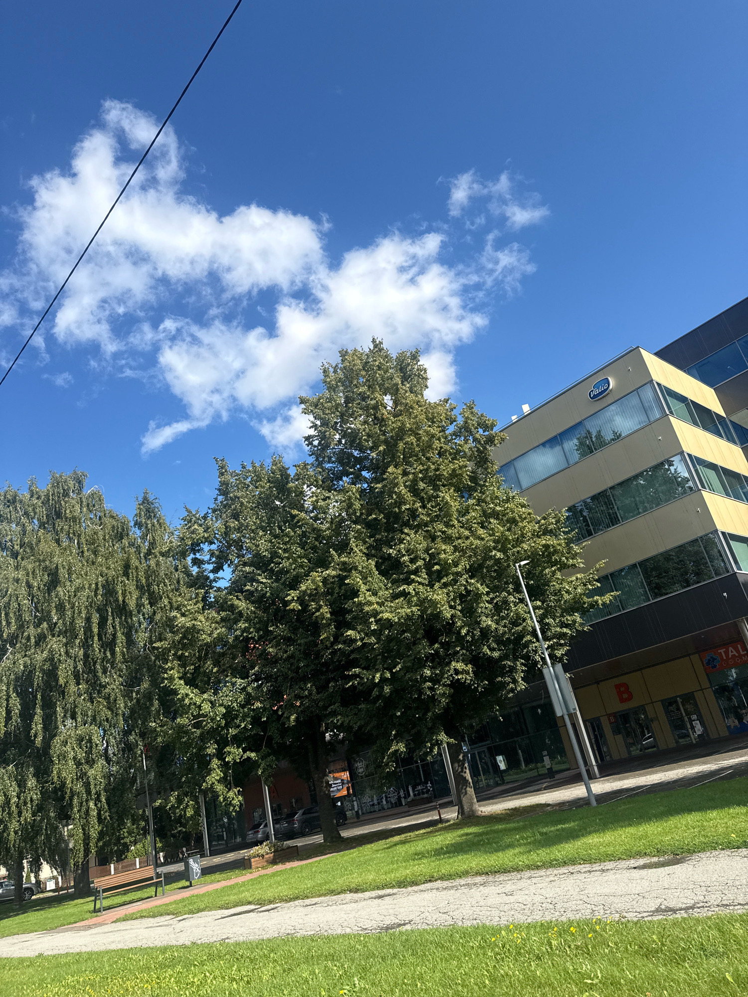 This image captures a sunny day in Tallinn, Estonia, specifically near the Valio headquarters at Narva maantee 63. The scene features a modern office building with a yellow facade, reflecting the bright blue sky with scattered white clouds. In the foreground, a lush green lawn slopes gently towards a paved walkway. Several trees, including a large, leafy deciduous tree and a weeping willow, provide shade. A park bench is visible on the lawn. In the background, the Valio building stands tall, its windows displaying reflections of the sky and surrounding greenery. The lower part of the building houses retail establishments, one with a prominent "TAL" sign. A lamppost stands on the sidewalk. The overall impression is one of a well-maintained urban park adjacent to contemporary commercial architecture.