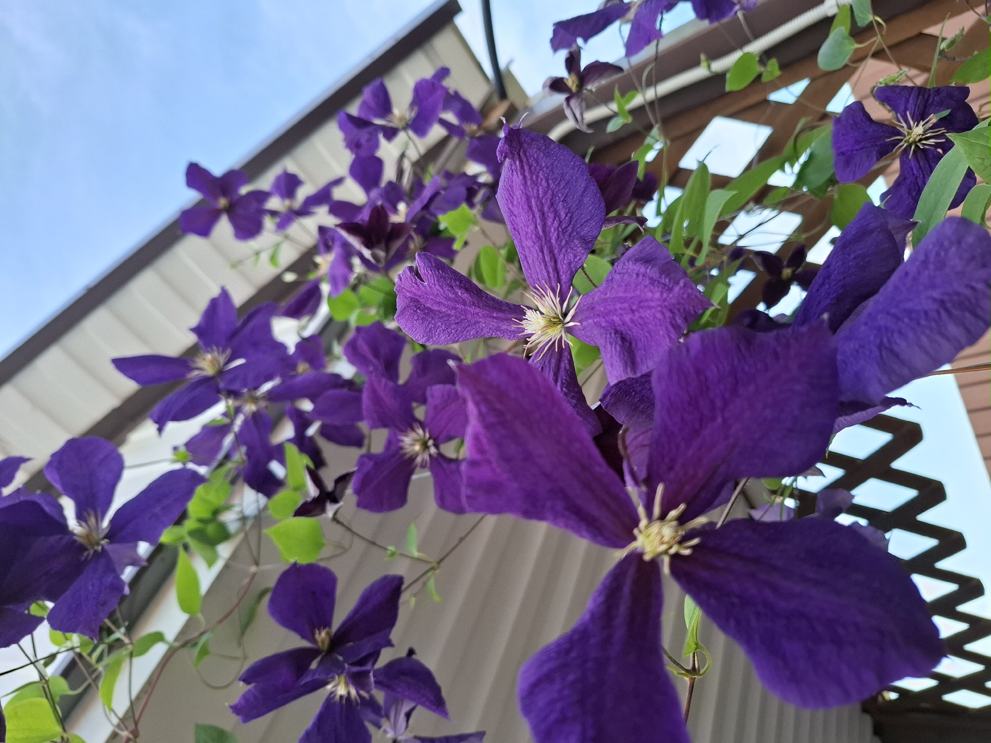 A close-up, low-angle shot showcases a cluster of vibrant purple clematis flowers against a backdrop of a pale blue sky and the underside of a white overhang. The flowers, with their distinctive star-shaped petals and delicate yellow centers, cascade downwards, some in sharp focus while others blur into the background. Green leaves peek out from amongst the blooms, adding to the lushness of the scene. A wooden lattice fence is visible at the bottom, suggesting an outdoor setting, possibly a garden or patio area. The perspective emphasizes the upward growth of the climbing plant. The image does not contain any people. The location is confirmed as Korenovsk, Russia.