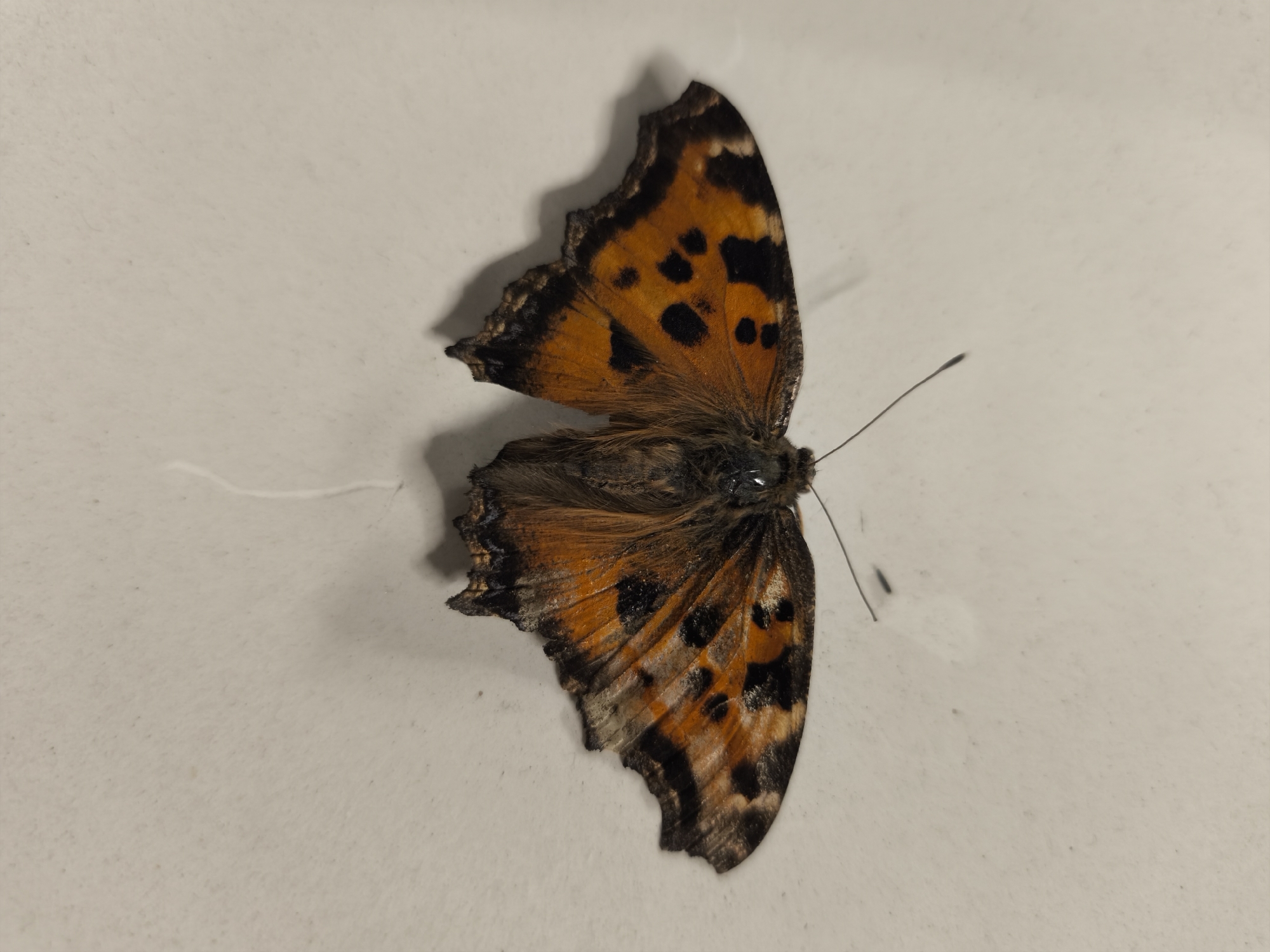 An overhead photograph captures a single butterfly with its wings spread open, resting on a light-colored, textured surface. The butterfly is primarily orange with prominent black patterns. Its forewings display several large, irregular black spots against the vibrant orange, along with a thick, dark border. The hindwings are also orange with black markings, including a darker band along the outer edge. The edges of the wings appear somewhat tattered or worn.
The butterfly's body is dark brown and appears fuzzy or hairy. A thin antenna with a club-like tip extends from its head towards the right side of the frame. The light source, likely positioned above and to the left, casts a soft shadow of the butterfly onto the surface. The background is a uniform, light beige or off-white color with a subtle, rough texture, possibly a wall or a flat, unadorned surface. No activity is taking place, and there are no discernible location cues, visible text, or indications of time of day or weather conditions. The image focuses solely on the static insect.