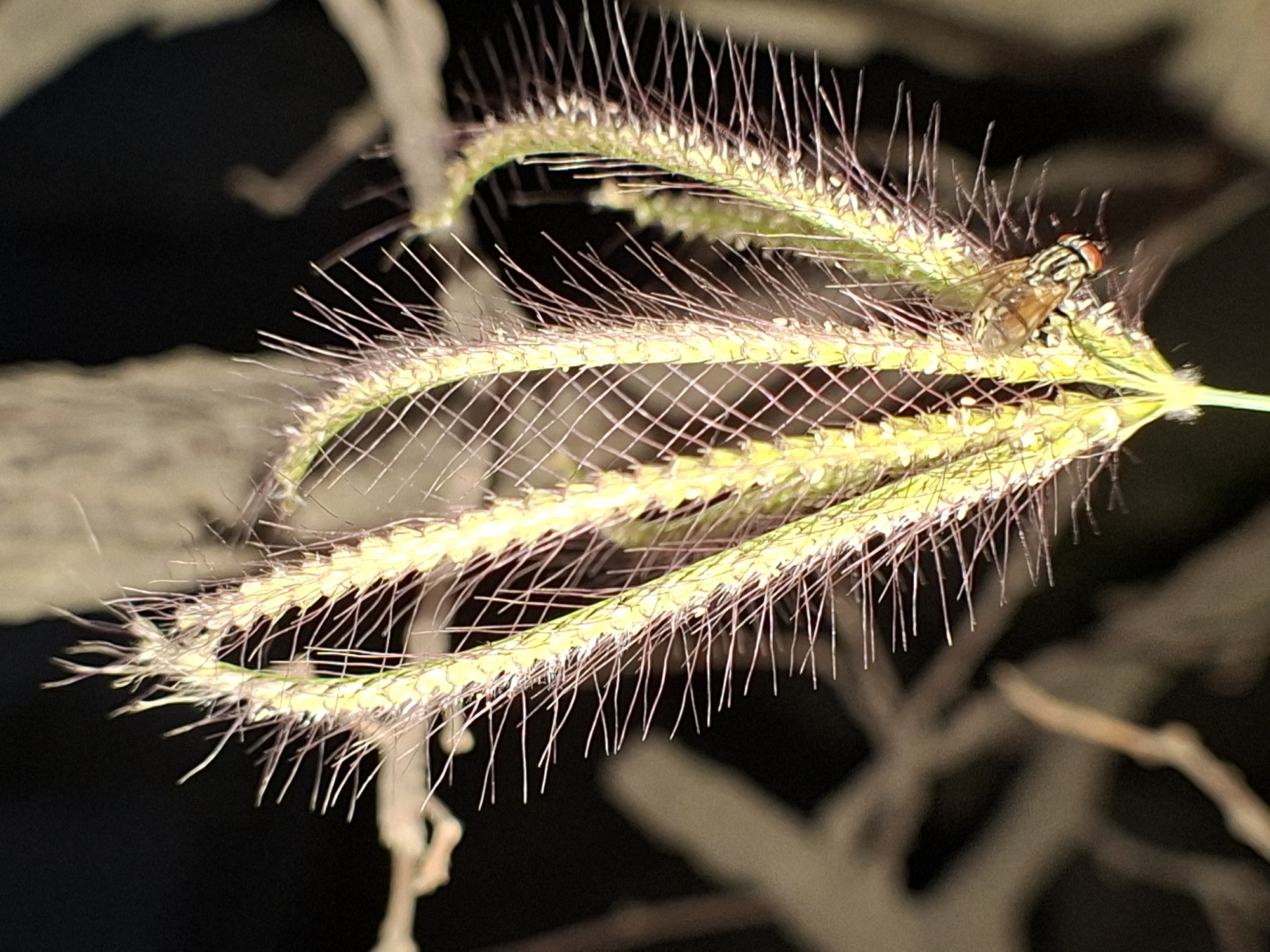 A close-up photograph shows a cluster of spiky, light green grass seed heads with long, fine, purple hairs protruding outwards. A fly, with orange eyes and patterned brown and tan body, rests on one of the seed heads. The background is a blurred mix of dark shadows and tan-colored objects that could be branches or stems. The location and details about the city of Lhokseumawe, Indonesia, are not discernible from the image.