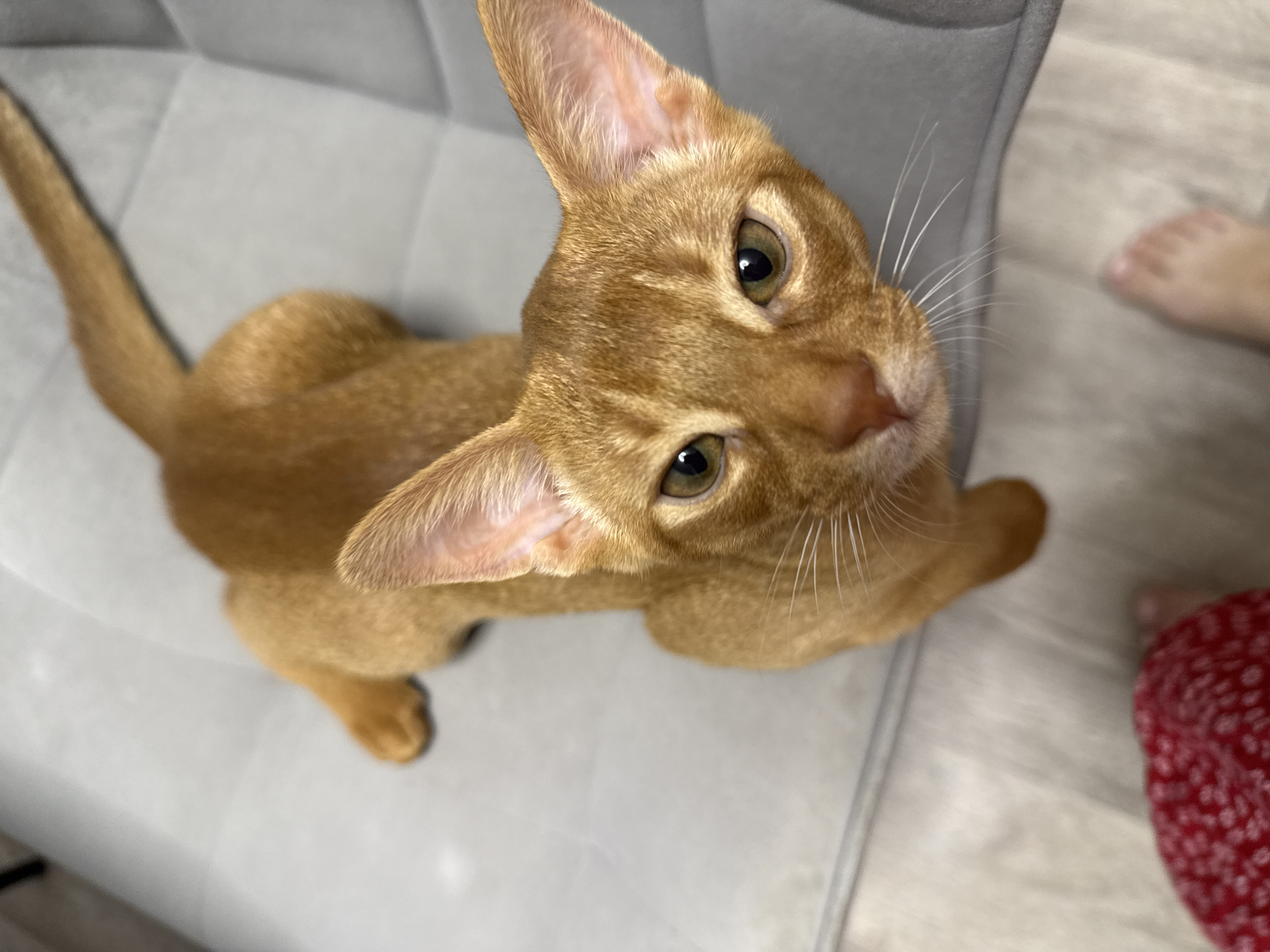 This media file is a high-angle, close-up, eye-level shot of an orange Abyssinian cat sitting on a light gray upholstered chair. The cat's fur is a warm, tawny orange with subtle tabby markings visible on its face and body. Its large, expressive ears are perked up, and its large, green eyes are looking directly at the camera. The cat's whiskers are long and prominent, fanning out from its muzzle. Its tail is curled around its body.
The background consists of the light gray chair, which has a textured, quilted pattern. To the right of the cat, a person's feet are visible, one appearing bare and the other partially obscured by a red fabric with a white floral pattern. The flooring appears to be light-colored wood or laminate.
The image is well-lit, suggesting it was taken indoors during the daytime. The overall mood is casual and intimate, capturing a moment of interaction between the cat and the photographer. There is no visible text in the media file. The location context suggests the scene is in Stary Oskol, Russia.