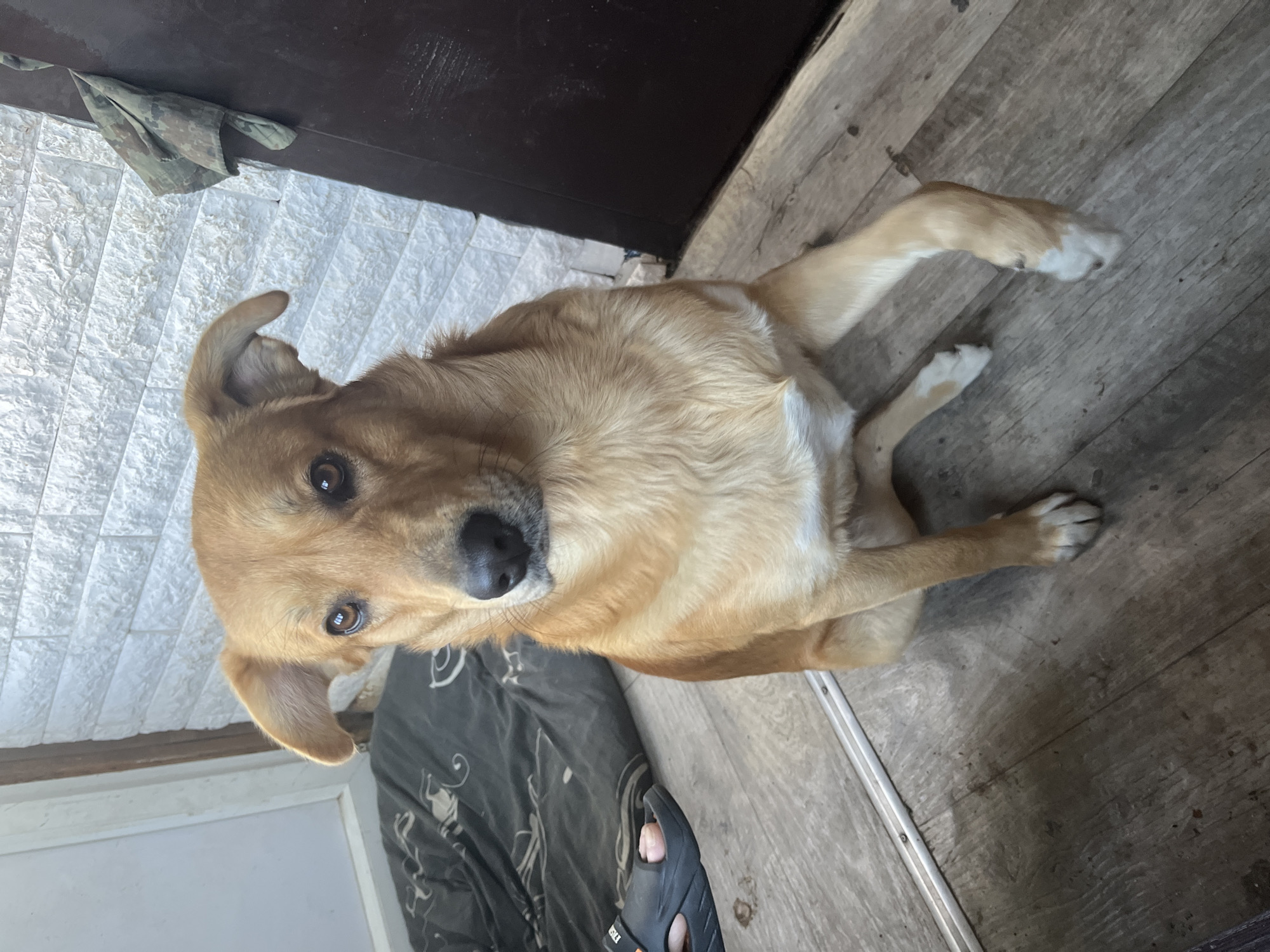 A medium-sized, tan-colored dog with white-tipped paws sits indoors on a wooden floor, next to a person wearing sandals and lounging on a patterned fabric. The dog is looking directly at the camera. The environment includes a textured white wall and a dark brown surface. The location and city of Vesyoloye, Russia, cannot be confirmed from this image.