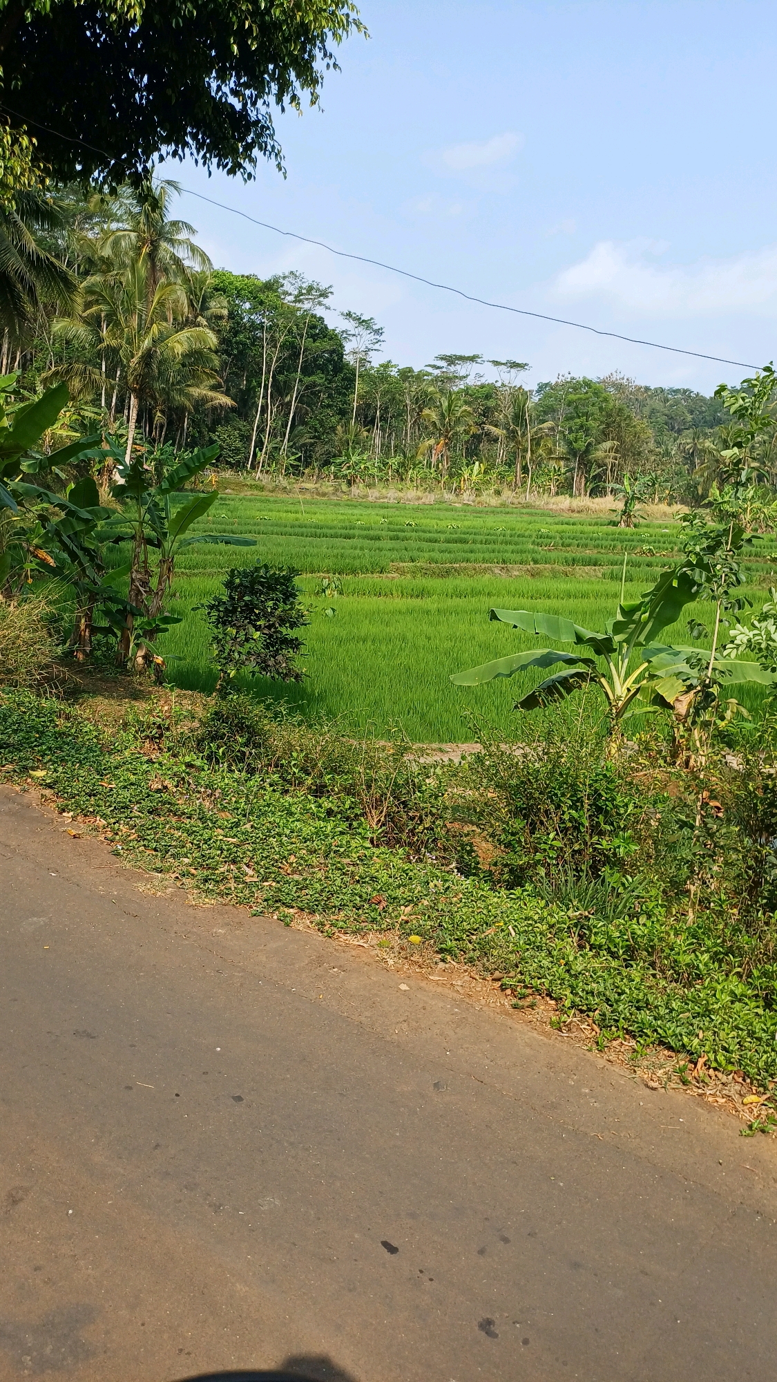 An unpaved road runs diagonally across the lower left of the image, bordered by a dense embankment of green foliage and grass. Beyond the embankment, a vibrant green rice paddy stretches across the mid-ground, its terraced levels clearly defined. A line of trees, including palms and other tropical varieties, forms a dense backdrop to the rice paddy, with a bright blue sky with scattered clouds above. In the foreground, a banana tree with large leaves is visible on the right side of the frame. The scene appears to be a rural landscape, likely in the vicinity of Mlobo, Indonesia, given the vegetation and agricultural setting. There are no people or animals visible in the image.
