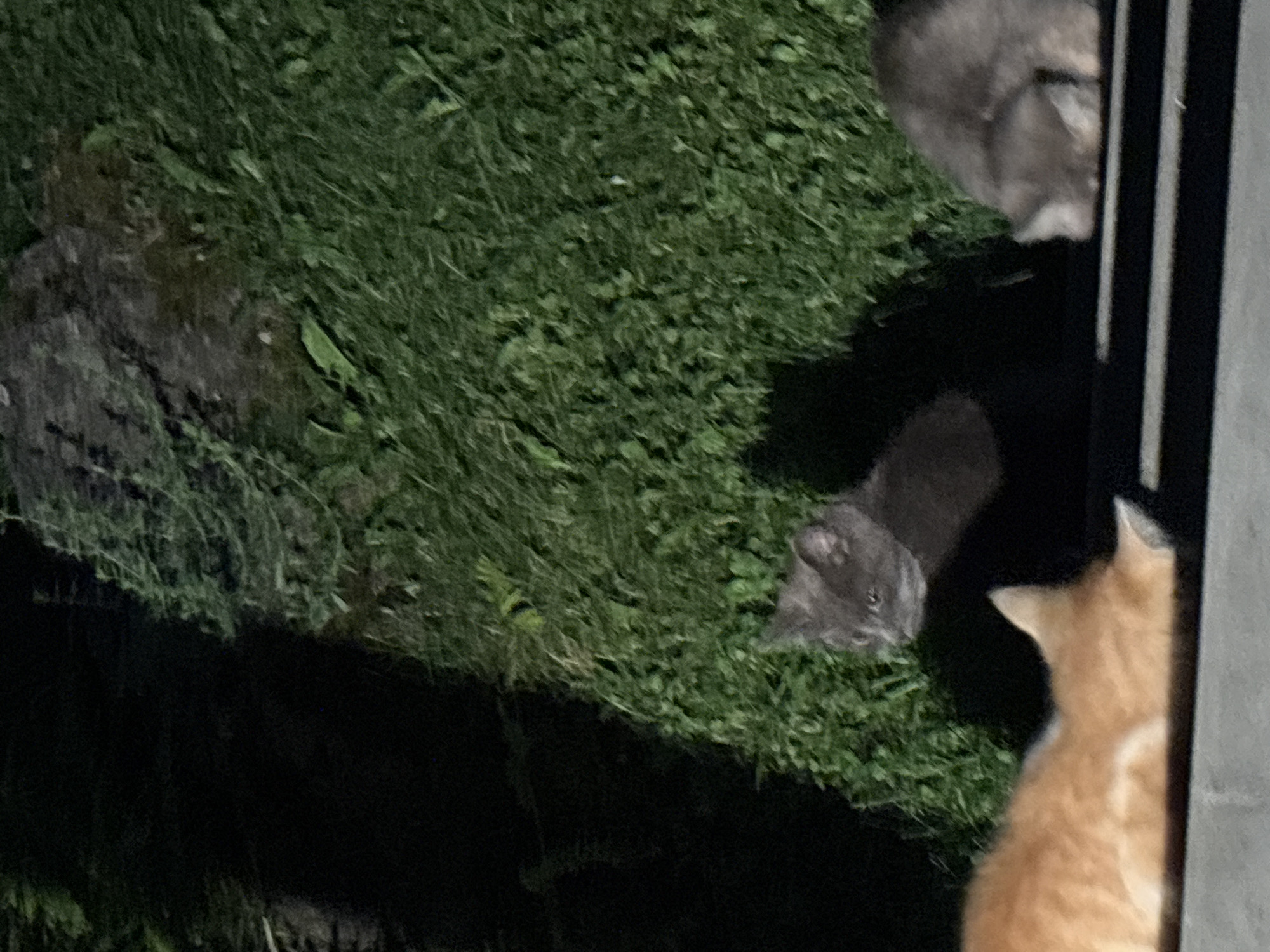 The image depicts a nighttime outdoor scene with three cats in Zvenigorod, Russia. In the foreground, a ginger cat is lying down on a dark, horizontal surface, with its body facing left and its head resting on the surface. To the right of the ginger cat, a grey cat is looking towards the left with its head held up. Further to the right, another grey cat is hunched over, with its head down, appearing to eat or drink from the same dark surface. The cats are positioned on what appears to be a ledge or a raised platform. Behind the cats, a patch of dark green grass is visible, with some large, dark rocks and sparse vegetation interspersed. The lighting suggests it is dark, likely illuminated by artificial light, casting shadows on the grass and the cats. The background on the left is predominantly black, indicating a darker, possibly shadowed area.