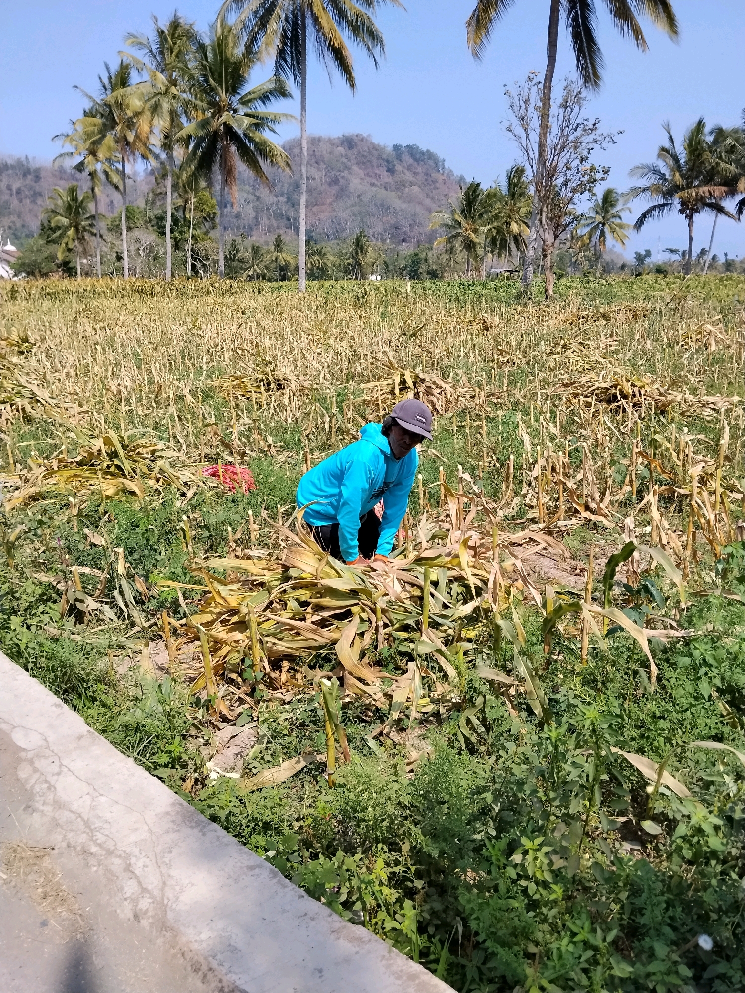 An individual wearing a blue hoodie and a grey baseball cap is crouched in a field of dried corn stalks and green foliage. The person appears to be gathering or sorting the corn debris. The field is vast and stretches towards a background of palm trees and a gently sloping, dry hillside under a clear blue sky. The scene is set in Tlogosari, Indonesia, as indicated by the presence of tropical vegetation and the overall landscape. A concrete structure, possibly a road or pathway, is visible in the foreground on the left, with a shadow falling across it. The lighting suggests it is daytime, with the sun casting distinct shadows. The overall impression is of agricultural activity in a rural or semi-rural setting.