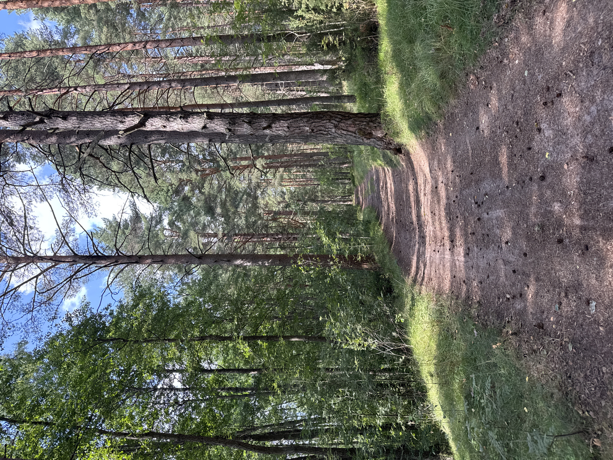 The image depicts a dirt path winding through a dense forest. Tall, slender pine trees with textured bark dominate the scene, their branches creating a canopy that filters sunlight onto the path. The ground is covered with a mix of dirt, pine needles, and scattered pinecones. Lush green foliage and grass line the sides of the path, with some areas receiving direct sunlight and others in shadow. The sky is visible in patches through the trees, displaying a blue expanse with some white clouds. The overall impression is a natural, serene forest environment. The image is located in the city of Portovoe, Russia. There are no people or animals present in the image.