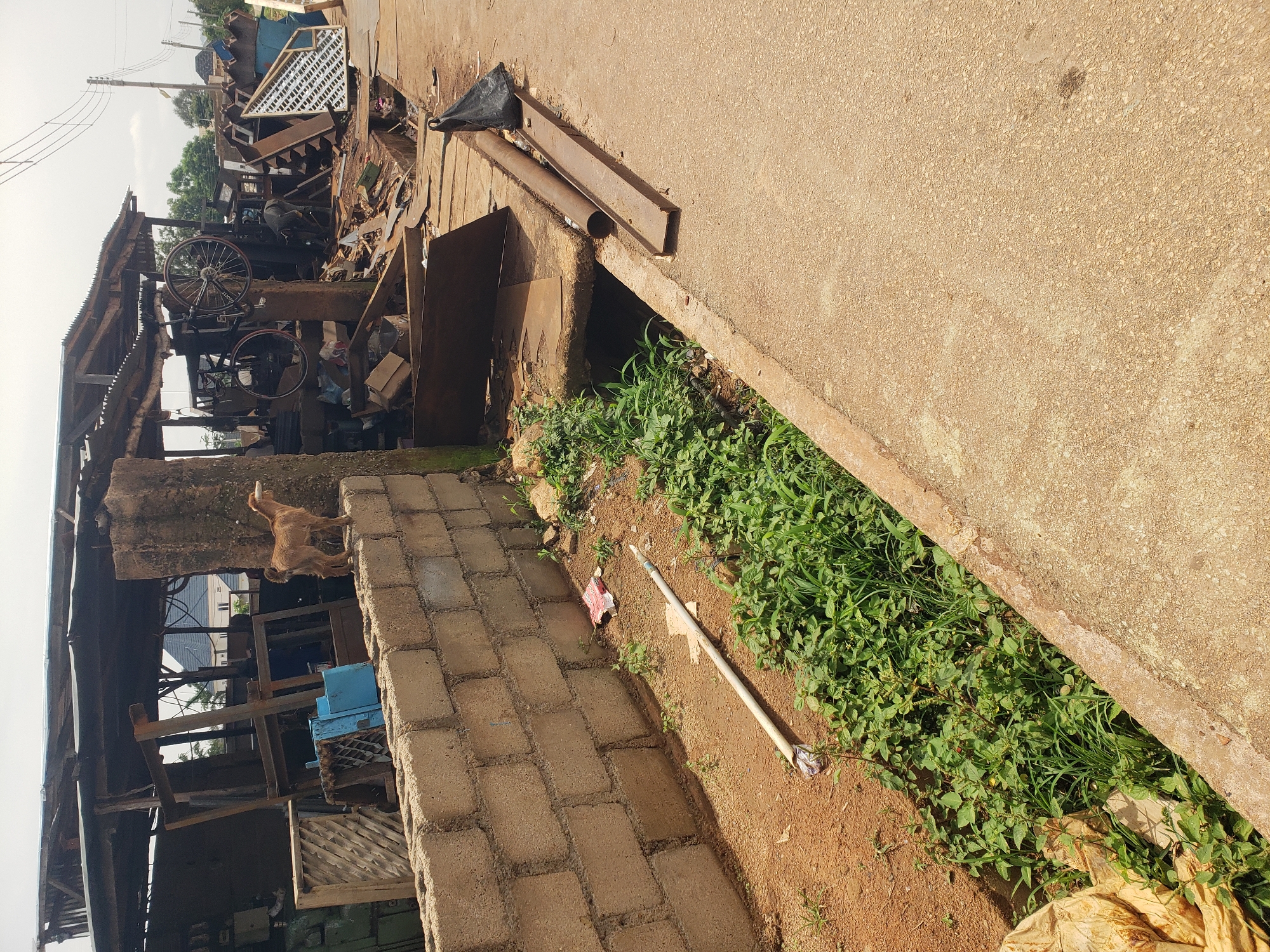 A medium shot captures a goat standing on a rough brick wall in Bukuru, Nigeria. The goat, light brown in color, faces right, looking towards a cluttered workshop. The workshop is characterized by a corrugated metal roof supported by wooden beams, under which various metal scraps, tools, and construction materials are strewn about. A bicycle is suspended from a wooden post within the workshop. The area surrounding the workshop appears to be a yard with patches of dirt and overgrown vegetation. A drainage ditch runs alongside a paved path, with a metal pipe and a black plastic bag visible near it. The overall scene depicts an active but disorganized workspace in an outdoor urban setting.