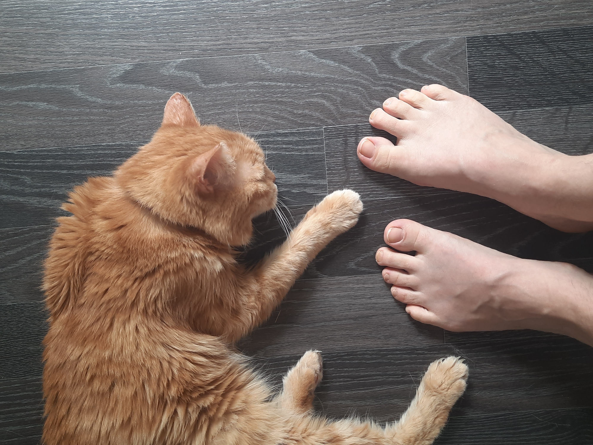 A ginger cat lies on a dark brown wood floor next to two human feet. The cat faces the feet and has one paw extended towards them. The setting is indoors, on a floor, but the specific location in Izhevsk, Russia, cannot be determined from the image.