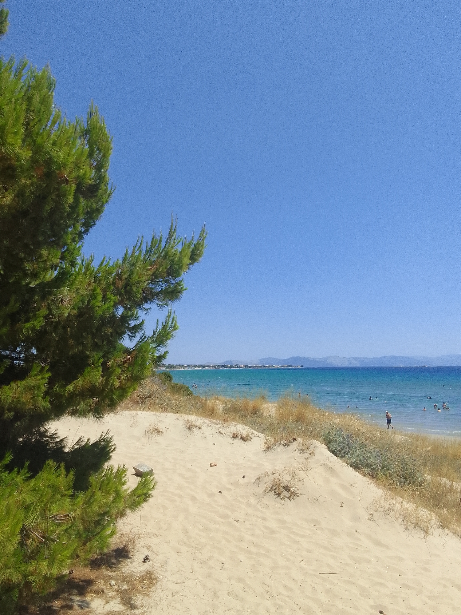 This image depicts a coastal scene in the Municipal Unit of Artemida, Greece. The foreground features a large pine tree on the left, its branches extending into the frame, casting a shadow on the sandy terrain. The sand dunes, covered with sparse dry grass and some low-lying thorny plants, rise towards the middle ground. Beyond the dunes, a body of clear turquoise water stretches out, with a distant shoreline visible on the horizon, characterized by low hills and some buildings. Several people are present in the water, some swimming and others wading near the shore. A single individual, a man wearing dark shorts, stands in the shallow water on the right side of the image, facing away from the camera. The sky is a clear, bright blue with no clouds. The overall scene conveys a sense of a sunny, tranquil beach day.