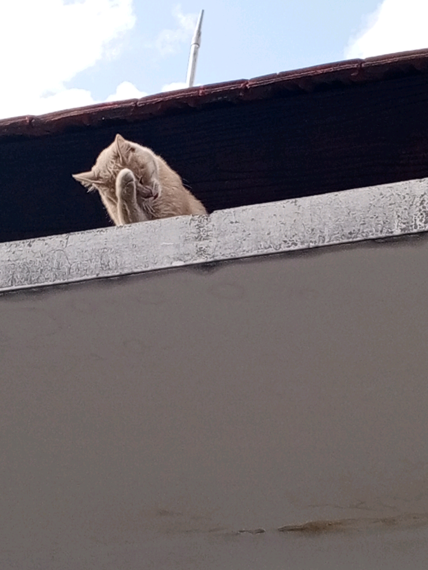 A light brown cat is perched on the edge of a metallic structure, looking down and covering its face with a paw. The cat's head is tilted downwards, and its body is mostly obscured by its raised paw. Behind the cat, a dark overhang is visible, with a section of reddish-brown roof tiles above it. The sky, a mix of white clouds and blue, is visible in the upper portion of the image. A thin, silver pole extends vertically from the roof in the background. The foreground consists of a gray, textured surface, likely part of a building. The scene appears to be outdoors, with the cat in an elevated position. The specific location in Denpasar, Indonesia, cannot be determined from the visual information provided.