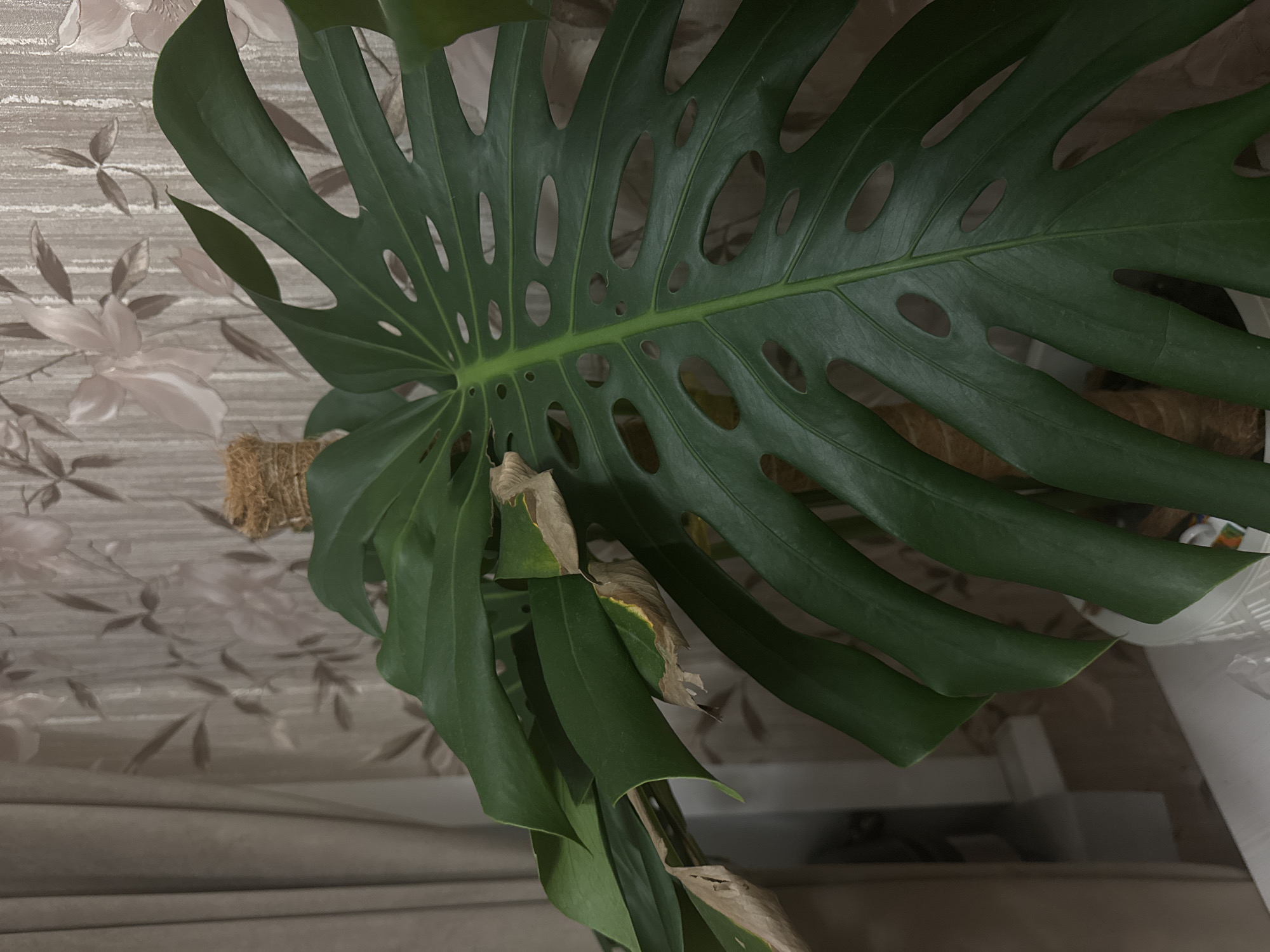 A Monstera plant is centered in the frame. The plant’s large green leaf with characteristic fenestrations is prominently displayed. The plant is supported by a moss pole. Some lower leaves are exhibiting browning and damage. The background includes a patterned wall. The location, Nizhny Novgorod, Russia, is not apparent.