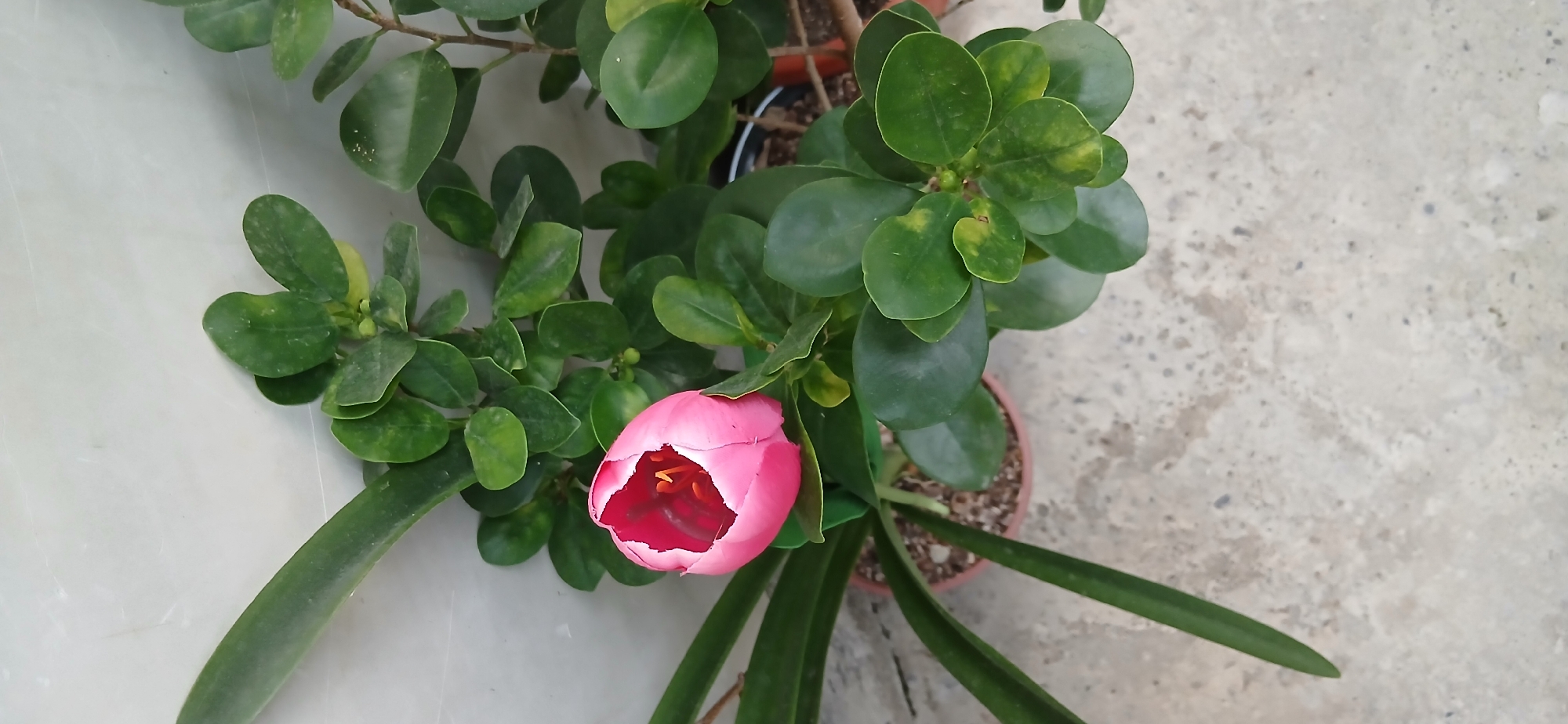 A close-up, overhead view of a pink tulip bud with its petals slightly parted, revealing a vibrant red interior and yellow stamens, sits amongst lush green foliage. The tulip is in a terracotta pot with dark soil and pebbles. To the right of the tulip, a plant with small, rounded, dark green leaves, some showing slight yellowing, fills the frame. To the left, a long, flat, dark green leaf arches over the scene. The plants are situated on a textured, light-colored concrete surface, possibly a patio or walkway. In the background, a pale, slightly textured wall, possibly tiled, provides a neutral backdrop. The image is well-lit, with natural light casting subtle shadows. The location is identified as Charshanba, Uzbekistan.