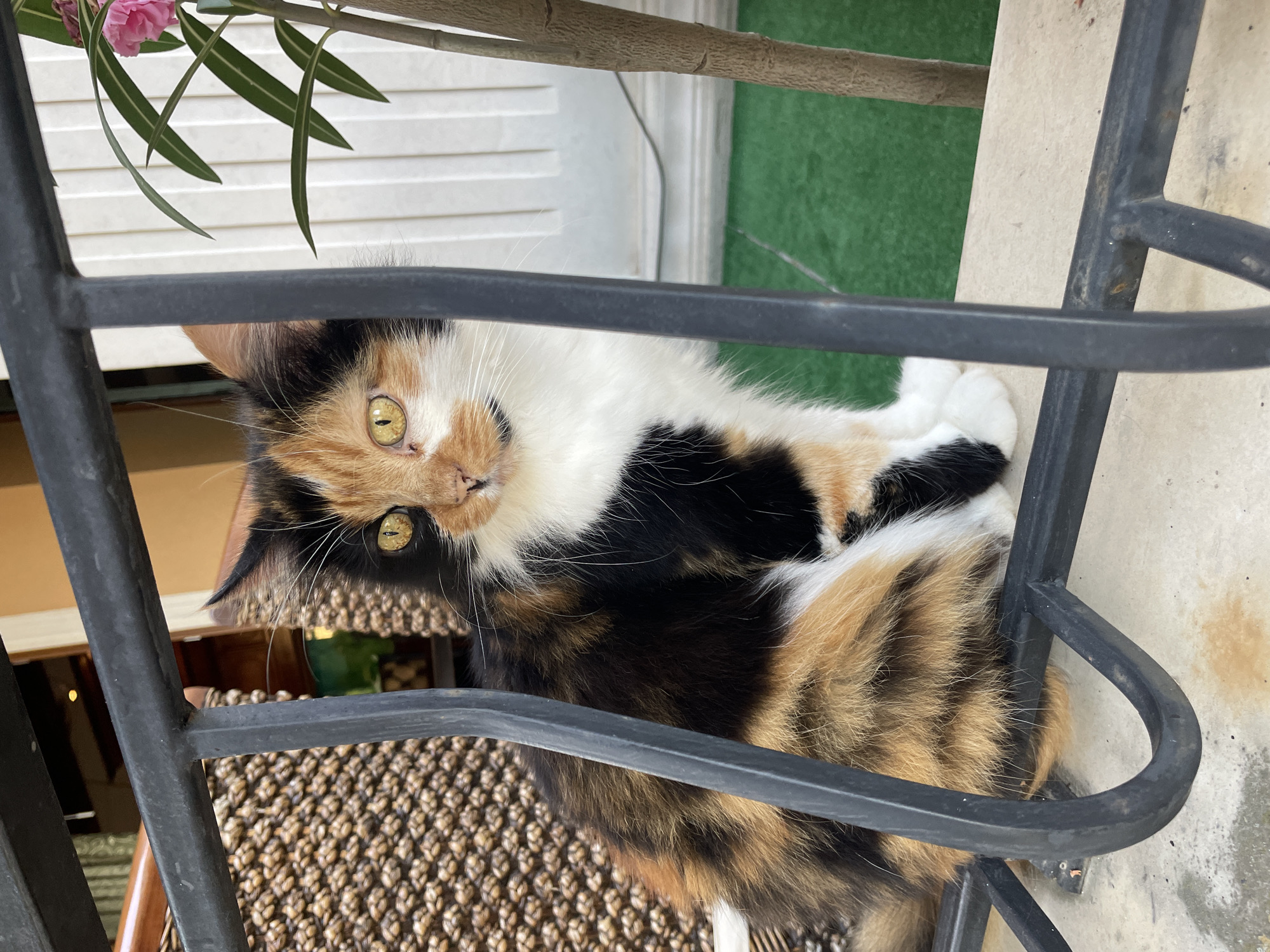 A calico cat with amber eyes sits behind a black metal railing. The cat's fur is a mix of black, orange, and white patches. The cat is looking to the right of the frame. In the background, a woven chair is visible on the left, and a green artificial lawn with a tree and a pink flower is on the right. The setting appears to be outdoors, possibly a patio or balcony area. The image was taken in Obzor, Bulgaria.