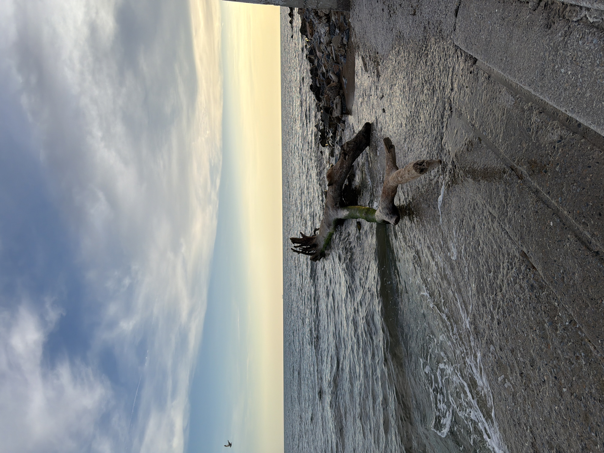 The image depicts a serene coastal scene in Alexandroupolis, Greece, captured during what appears to be either sunrise or sunset, given the soft, warm light near the horizon. The composition is divided horizontally by the horizon line, separating the sky from the water.
In the foreground, a large piece of gnarled driftwood or a tree branch is partially submerged in the water and rests against a rough, grey concrete structure that forms a low embankment or steps along the shore. The driftwood is weathered and has visible patches of green algae or moss. The concrete surface appears wet and textured, suggesting interaction with the water.
The body of water, likely the Aegean Sea, shows gentle ripples and small waves, with faint white foam where the water meets the concrete and the driftwood. Further along the coast, a line of dark rocks or rubble is visible between the water and the concrete.
The sky above is partially cloudy, displaying a gradient of colors. Near the horizon, it glows with soft yellowish-white hues, transitioning to a pale blue higher up. A faint, white contrail from an aircraft stretches across the upper sky, and a small dark bird is captured in flight in the lower part of the sky. No visible text is present in the image.
