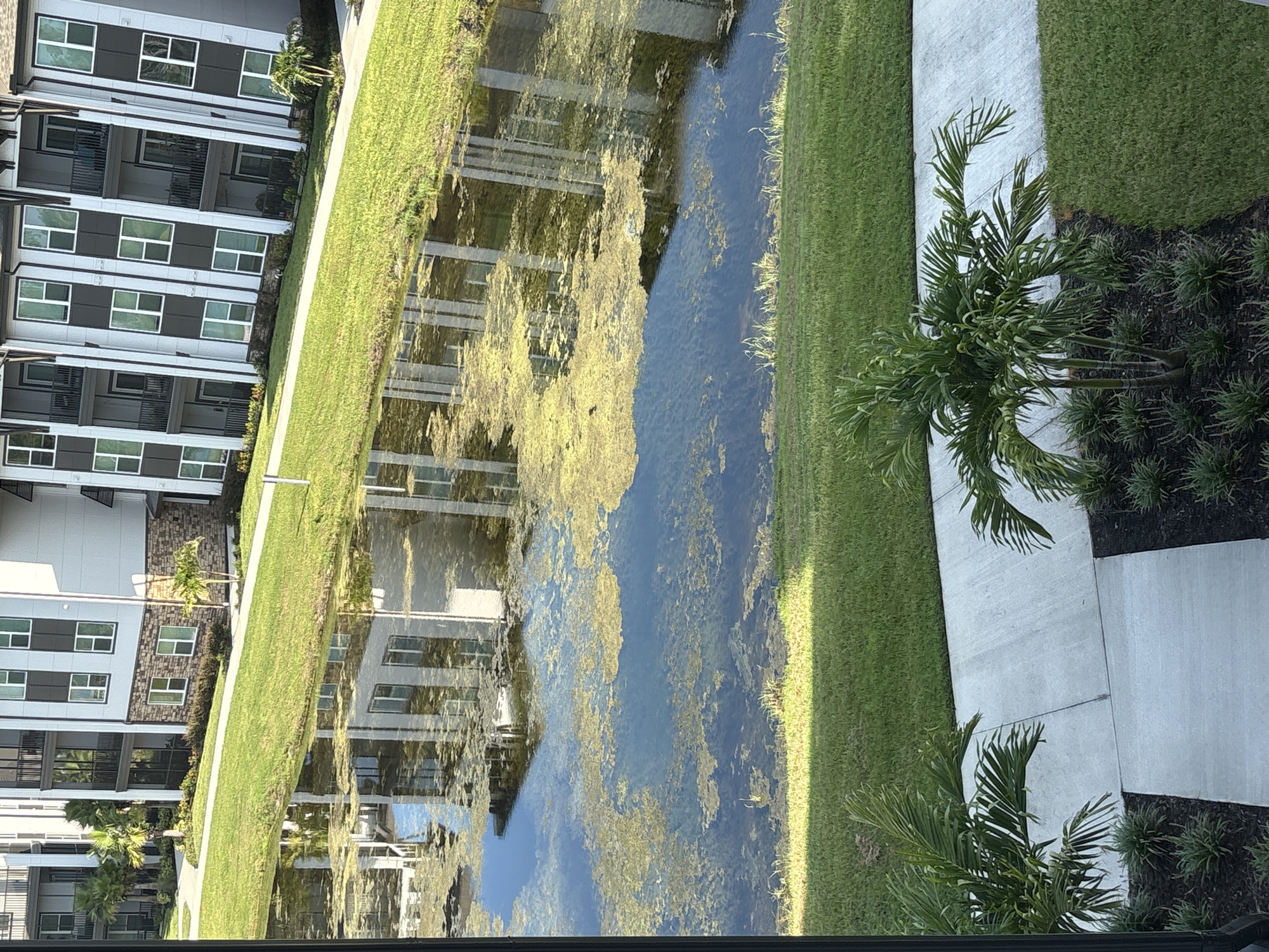 This is a medium-angle, eye-level shot of a retention pond with green algae blooming on the surface, reflecting a modern apartment building. The apartment building has several floors with white and grey siding, dark-framed windows, and balconies. A sidewalk runs along the edge of the pond, bordered by a manicured green lawn. In the foreground, two palm trees are visible, flanking a concrete walkway. The scene appears to be a residential area in Palmetto, Florida, United States, likely part of a housing complex or apartment community. No people are present in the image.