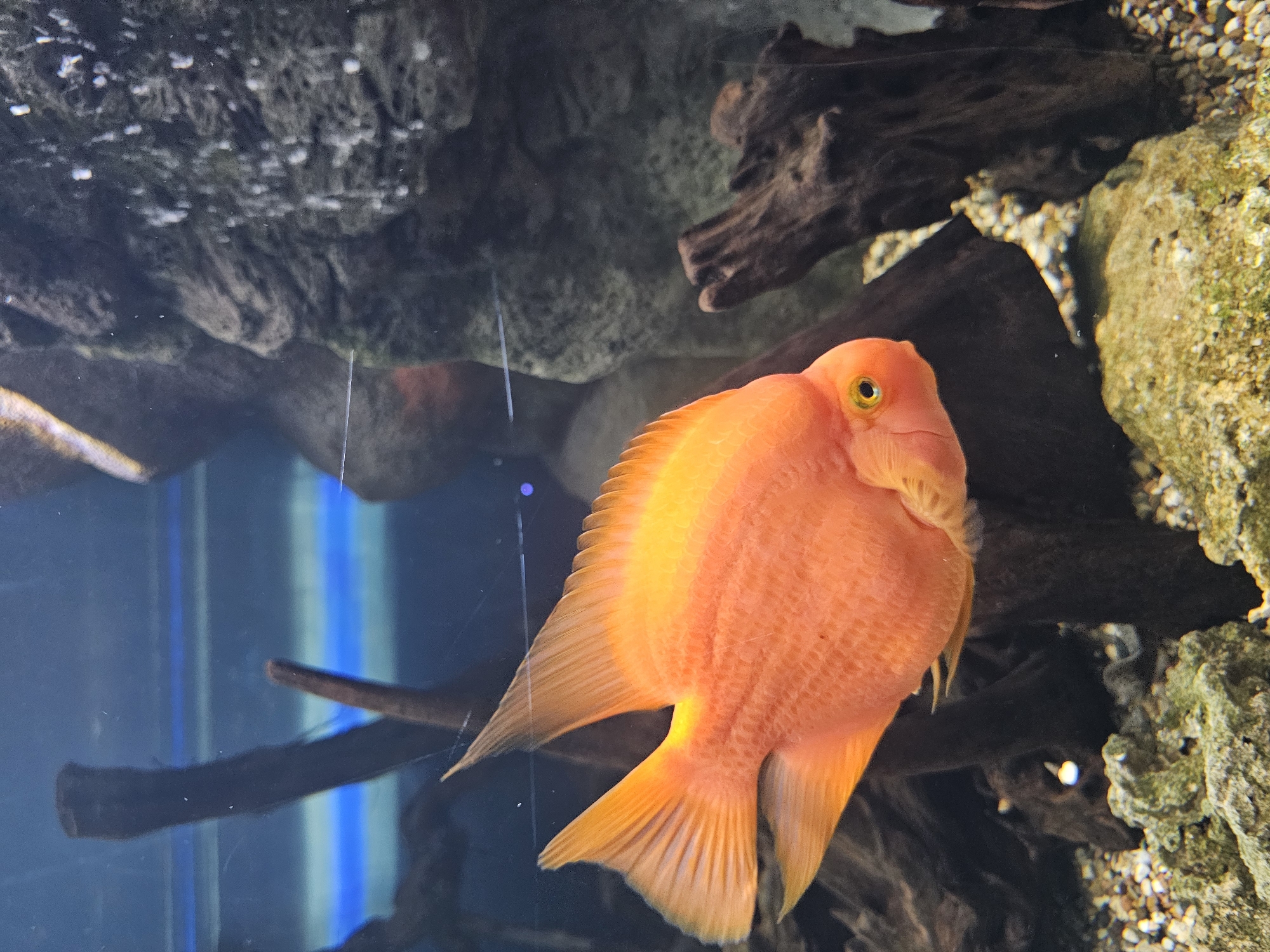 An orange fish with yellow eyes is in a fish tank. The tank includes grey rocks and wood. The photograph does not provide any verifiable information about the location.