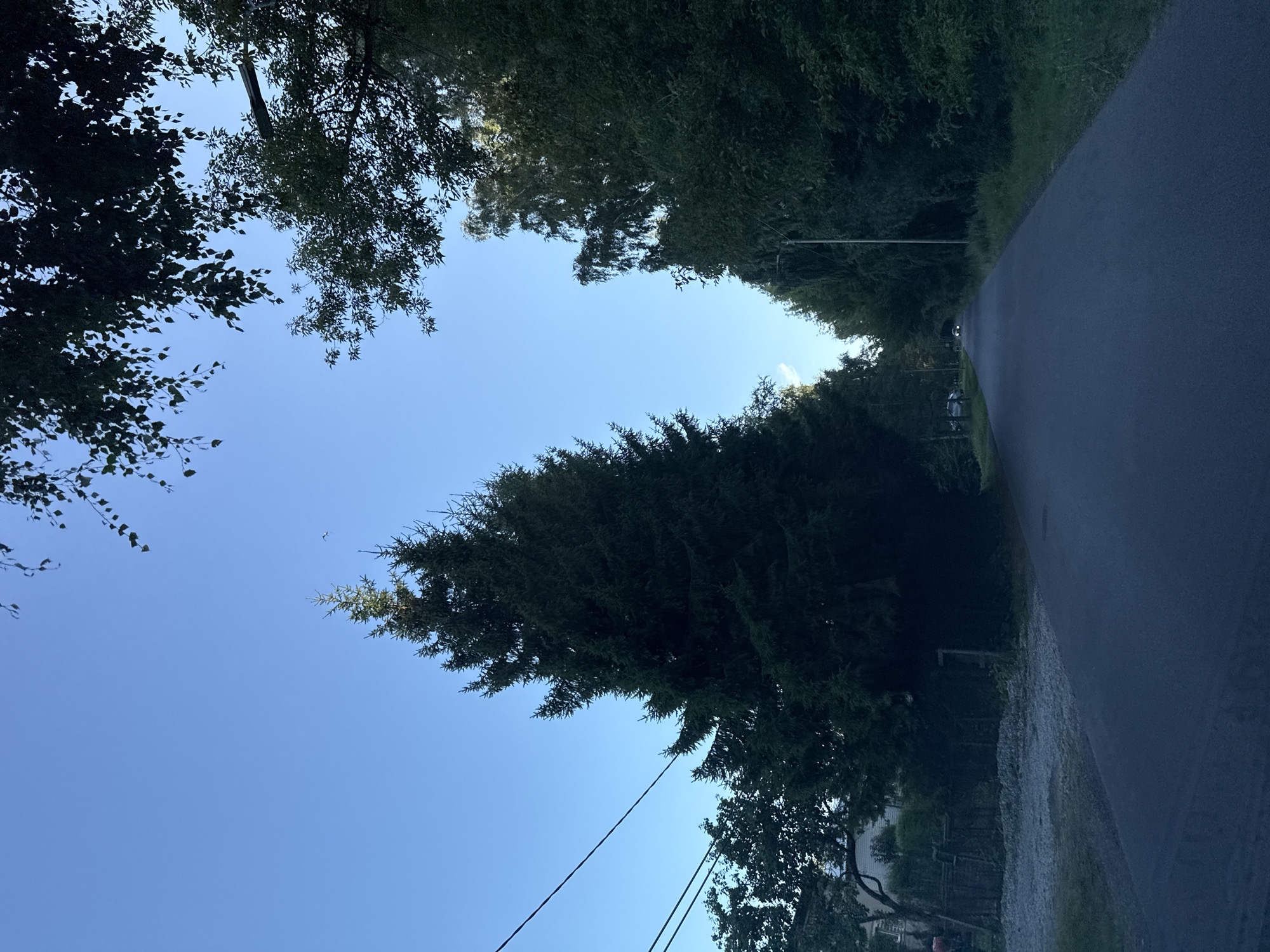 The image shows a paved road in a rural or suburban area, likely in Tallinn, Estonia, with dense trees lining both sides. The sky is clear and blue. On the left side of the road, there is a large evergreen tree in the foreground, and behind it, a glimpse of houses and a fence. Power lines are visible stretching across the sky. On the right side of the road, more trees form a dense canopy, with a single lamppost visible. In the distance, two cars are driving away from the camera, with their headlights on. The overall impression is a quiet, tree-lined road on a clear day.