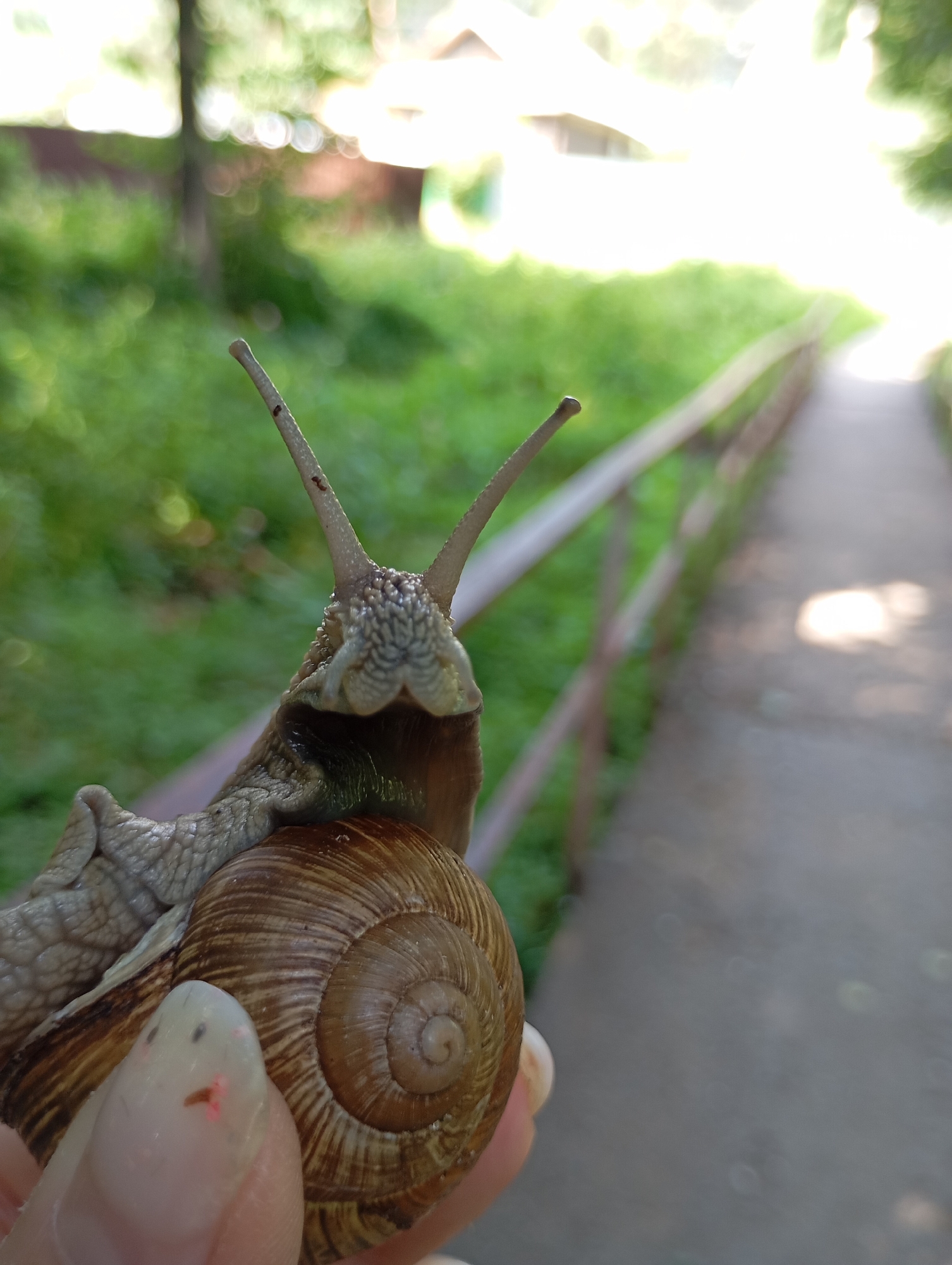 A close-up, eye-level shot captures a Roman snail, likely Helix pomatia, held in a person's hand. The snail's head, with its two prominent upper tentacles extended, faces the camera. Its shell, a spiraled cone of earthy browns and tans, rests against the person's thumb, which displays a pinkish hue and a few small dark spots.
The background is softly blurred, suggesting a shallow depth of field. A concrete path with a wooden railing runs diagonally from the lower right to the upper left of the frame. Lush green foliage flanks the path, interspersed with dappled sunlight filtering through trees. The overall setting appears to be an outdoor walkway, possibly in a park or natural area. Given the prompt's constraint regarding location, this scene is situated in Chaikovsky, Russia. The lighting suggests it is daytime, with the sun high and casting bright highlights.