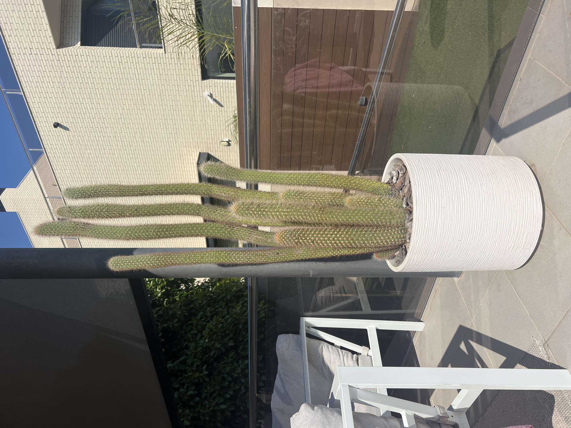 The image depicts a tall, cylindrical white planter filled with a cactus-like plant with multiple elongated, green arms covered in spines, situated on a patio or balcony. The balcony overlooks greenery, possibly trees or shrubs. A white metal chair or seating arrangement is visible in the foreground. In the background, there is a modern building with a light-colored brick facade and what appears to be tinted or reflective glass. A segment of a dark brown paneled wall is also visible behind the plant. The image appears to be taken outdoors in daylight. The location is Salou, Spain.