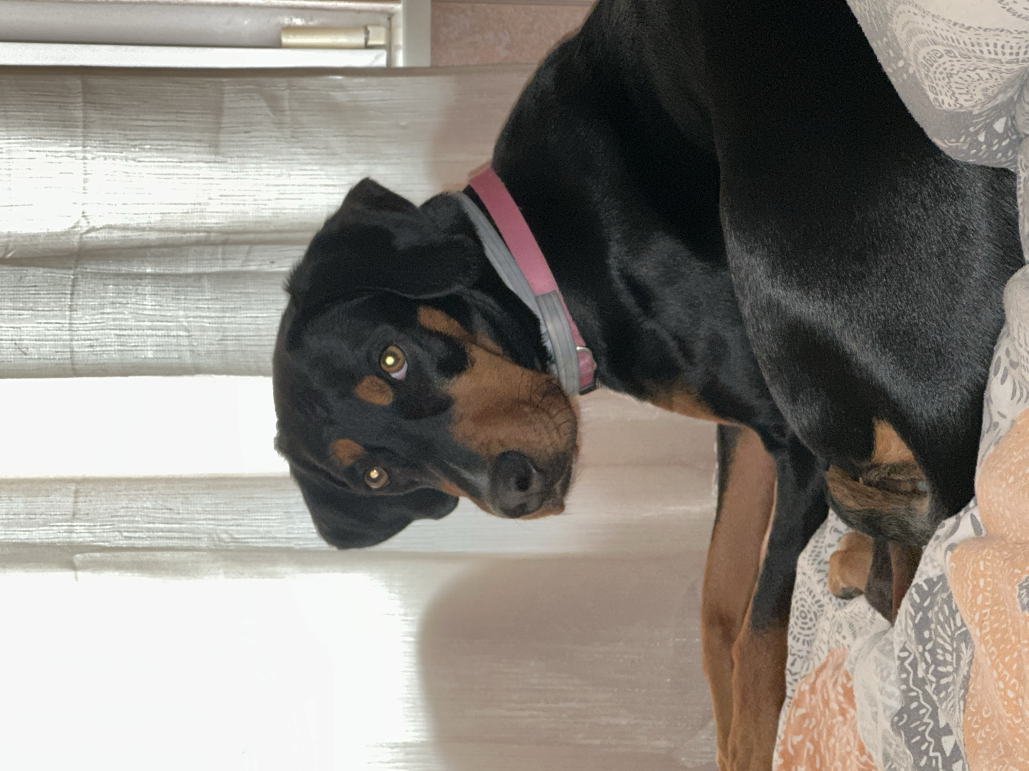 A black and tan coonhound dog wearing a pink and gray collar is sitting on a bed with patterned bedding. The dog is looking at the camera with its head tilted. A window with closed blinds is in the background. The location is not identifiable as Varna, Bulgaria.