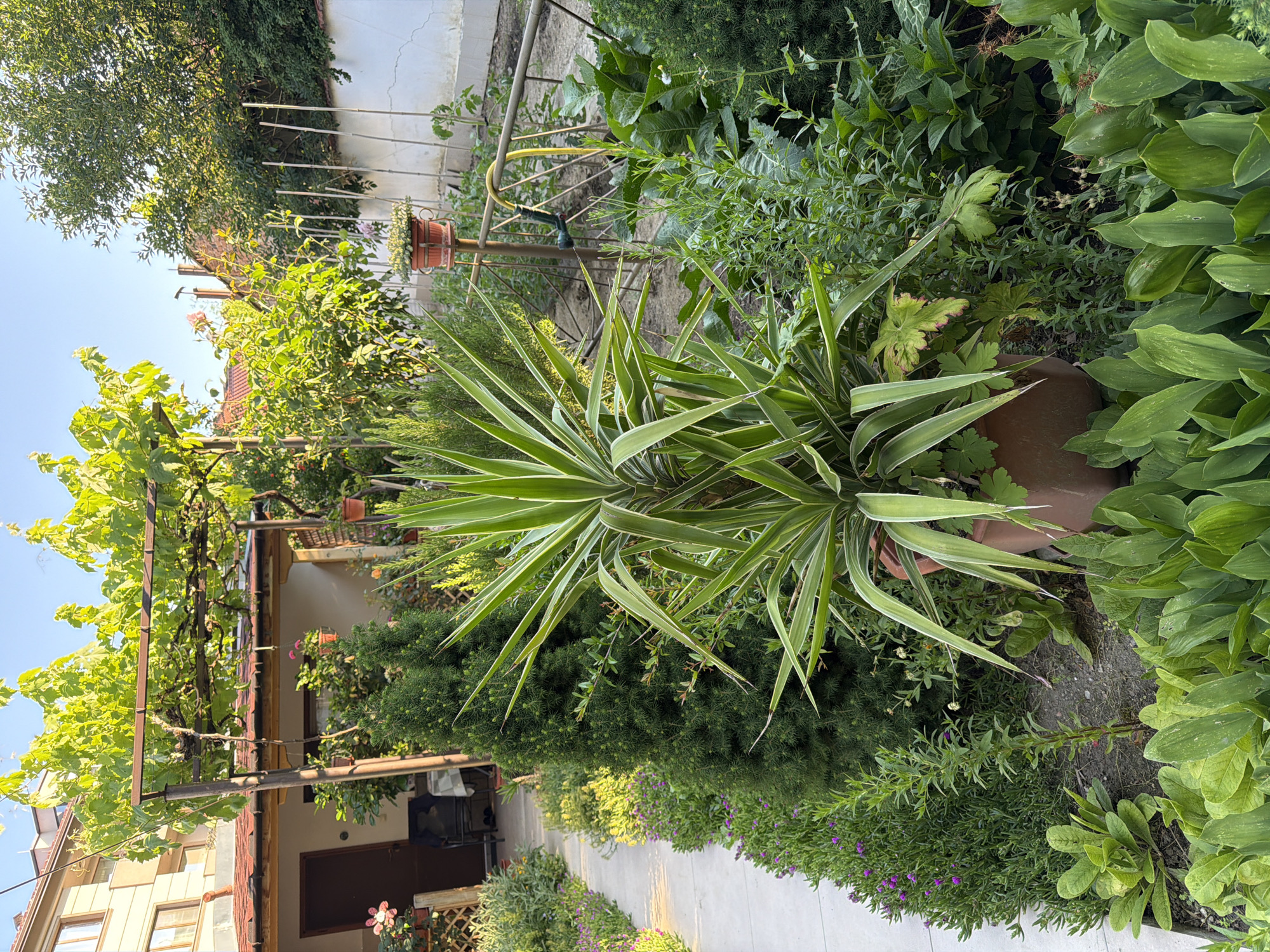 The photograph captures a verdant backyard garden with a paved pathway winding through it. A prominent Yucca plant in a terra cotta pot stands in the foreground, its variegated leaves reaching upwards. To the left, a dense bed of small purple flowers lines the pathway, interspersed with other greenery. Behind the Yucca, a dark green, conical evergreen tree adds depth. In the background, a rustic patio structure with a grape vine trellis extends from a building. The scene is set in the city of Pazardzhik, Bulgaria, bathed in the warm light of what appears to be late afternoon or early morning sun, casting long shadows. The overall impression is one of a well-maintained, tranquil garden space.