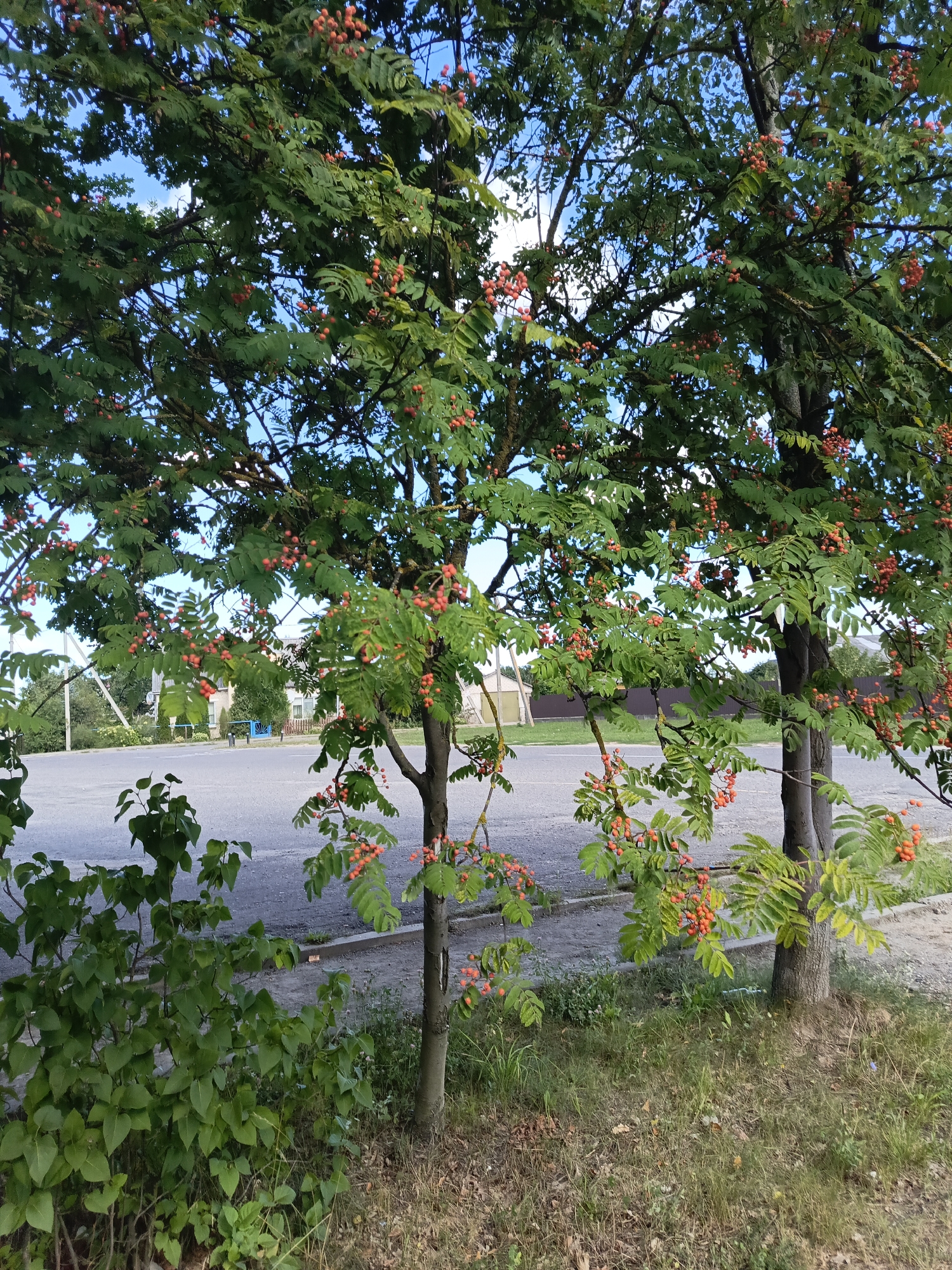 Two rowan trees with clusters of ripe orange berries are in the foreground. The trees are on the side of a paved area, likely a road or parking lot, in Ivatsevichy, Belarus. In the background, there are buildings and a blue fence. The sky is blue with some white clouds. The ground in the foreground is covered with dry grass.