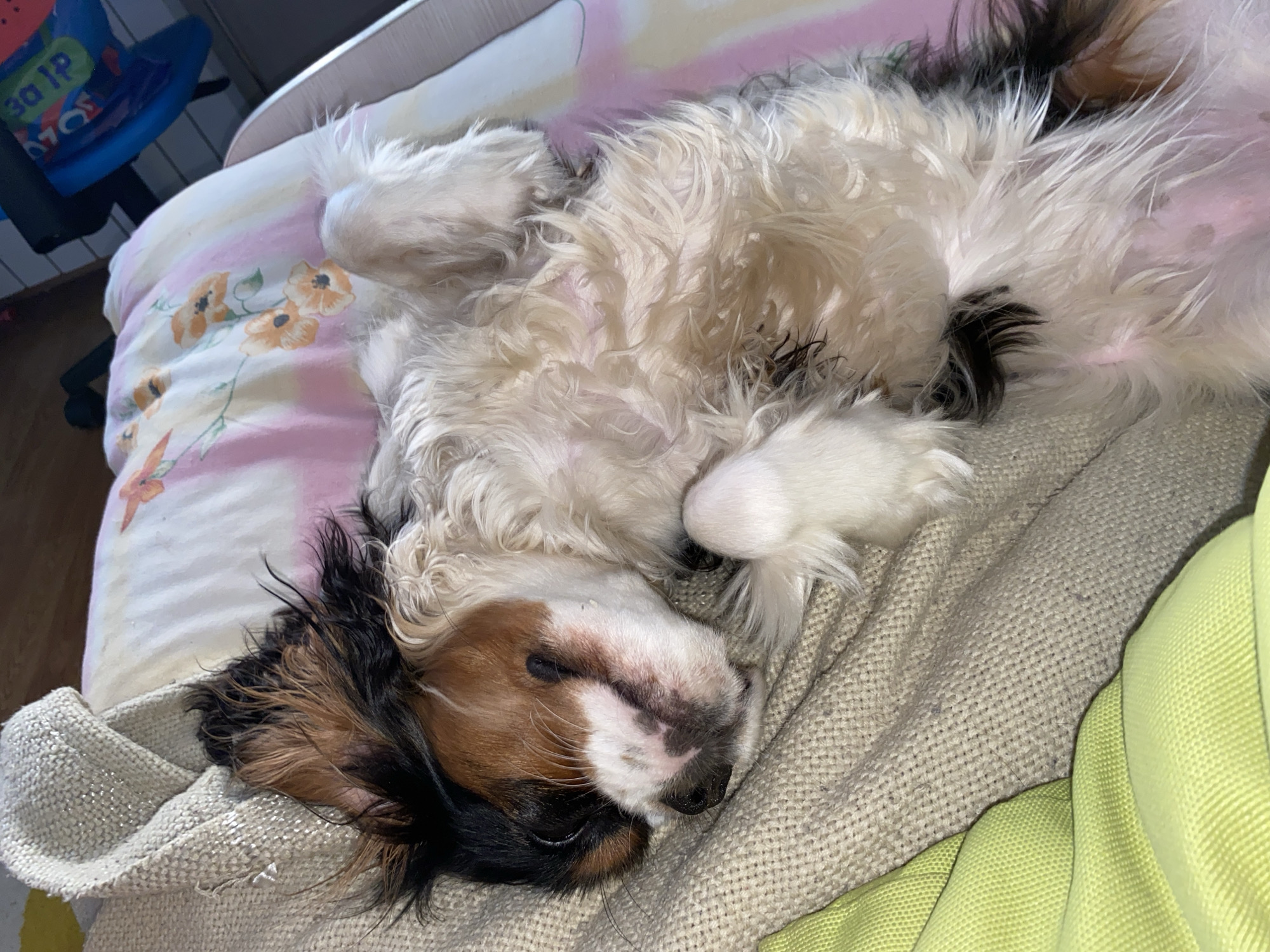 A Cavalier King Charles Spaniel is sleeping on a bed. The bed has a floral patterned sheet and a light beige blanket. A bright green object, possibly clothing, is visible on the right side of the frame. A blue plastic chair is visible in the background. The location cannot be determined from the image.