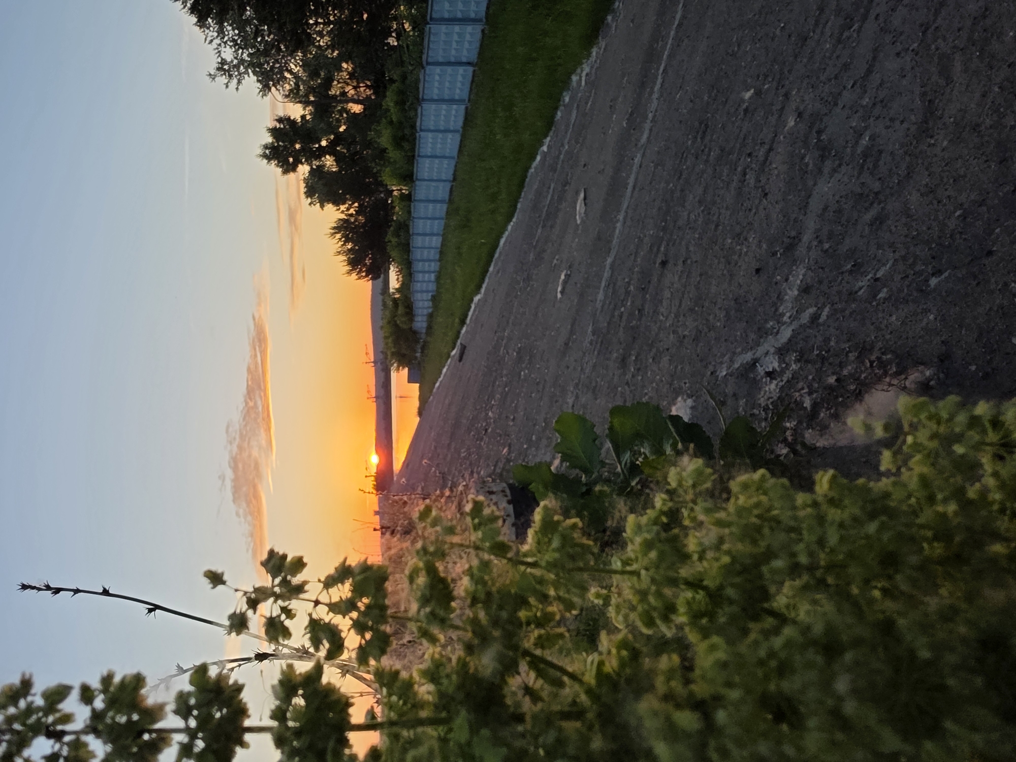 The image displays a sunset scene over a body of water in Chaikovsky, Russia. The sun, a distinct orange disc, is situated low on the horizon, slightly left of the image's central axis, casting an orange reflection across the water surface. The sky graduates from a light blue at the top to vibrant orange and yellow at the horizon, with a few faint, elongated clouds present.
In the immediate left foreground, a dense mass of out-of-focus green foliage, comprising multiple plant stems and leaves, partially obstructs the view. A dark, textured concrete or asphalt path or road, approximately 40% of the image width, extends from the lower-right into the distant background, showing variations in surface texture and color.
To the right of this path, a strip of green grass borders its edge. Beyond the grass, a pale blue pre-fabricated concrete fence, characterized by a repeating geometric relief pattern, runs parallel to the path into the distance. A line of dark-foliaged trees is visible behind this fence.
On the distant horizon, beyond the reflective water, dark silhouettes of land or industrial structures, including a prominent crane-like object, are visible against the brightly illuminated sky. No individuals or specific human activities are observable within the frame. The low-angle light of the setting sun creates strong contrasts, illuminating the sky and water while casting the foreground and midground into shadow.
