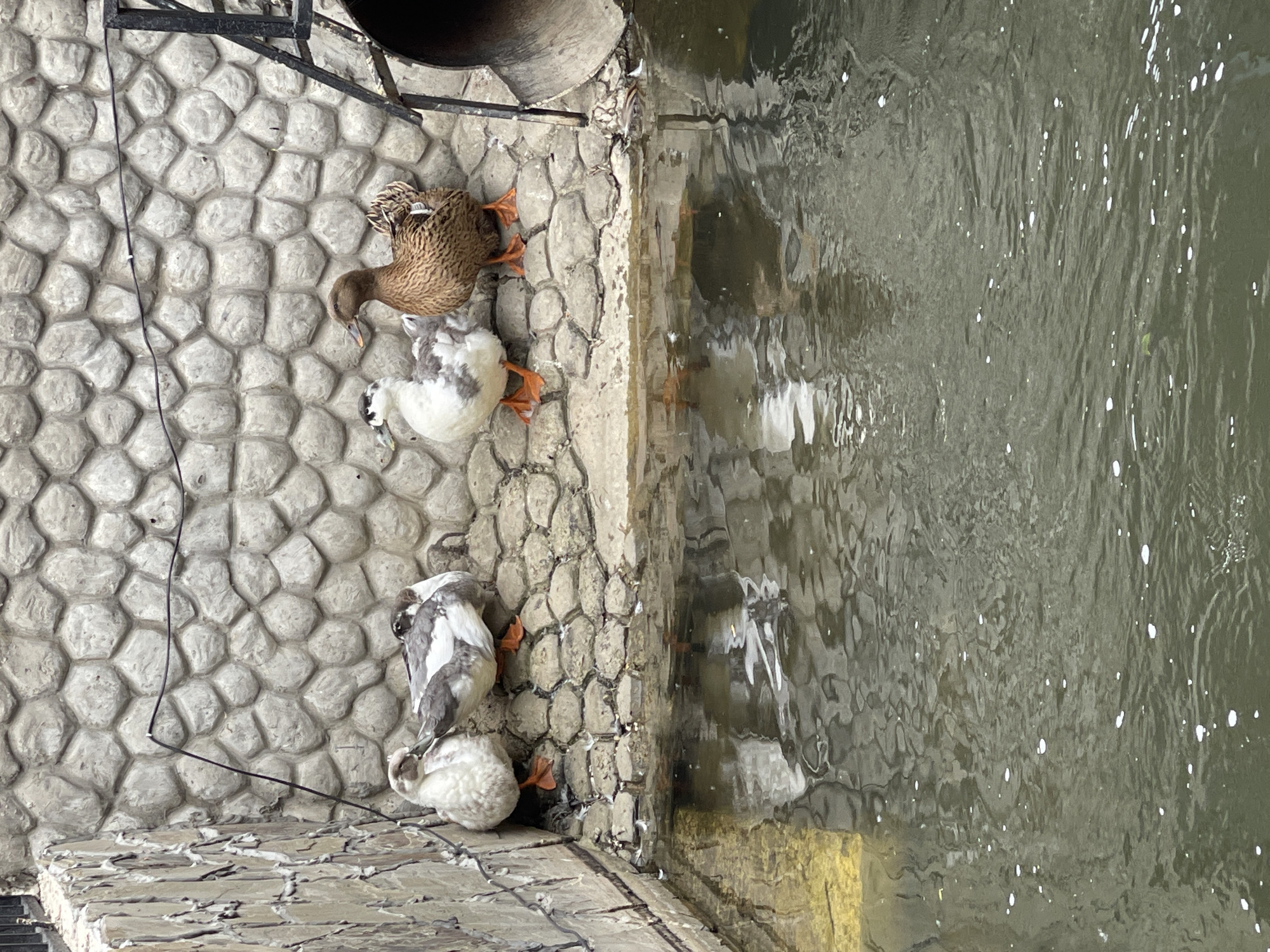 A photograph shows four ducks along a stone ledge bordering a body of water. One duck is brown, one is white with grey spots, one is grey with white spots, and one is white. The ledge is constructed of rounded stones, and the water surface is rippled. The location is Molokovo, Russia.