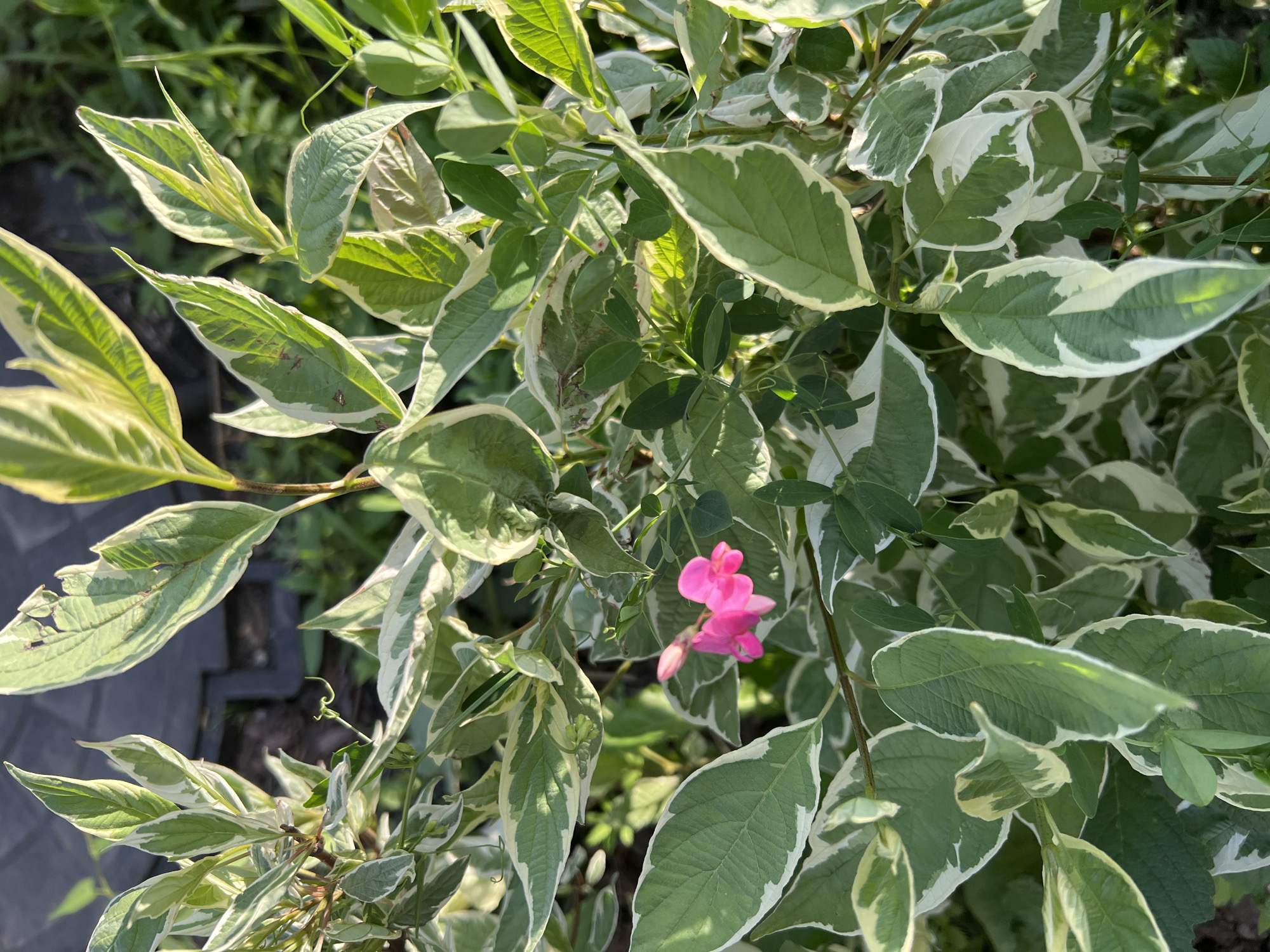 The image shows a close-up of a variegated plant with green and white leaves and a single small pink flower. The background is blurred and appears to be a garden setting with some dark ground cover or pavement. The lighting suggests it is daytime, possibly morning or afternoon. The image is taken in Yekaterinburg, Russia.