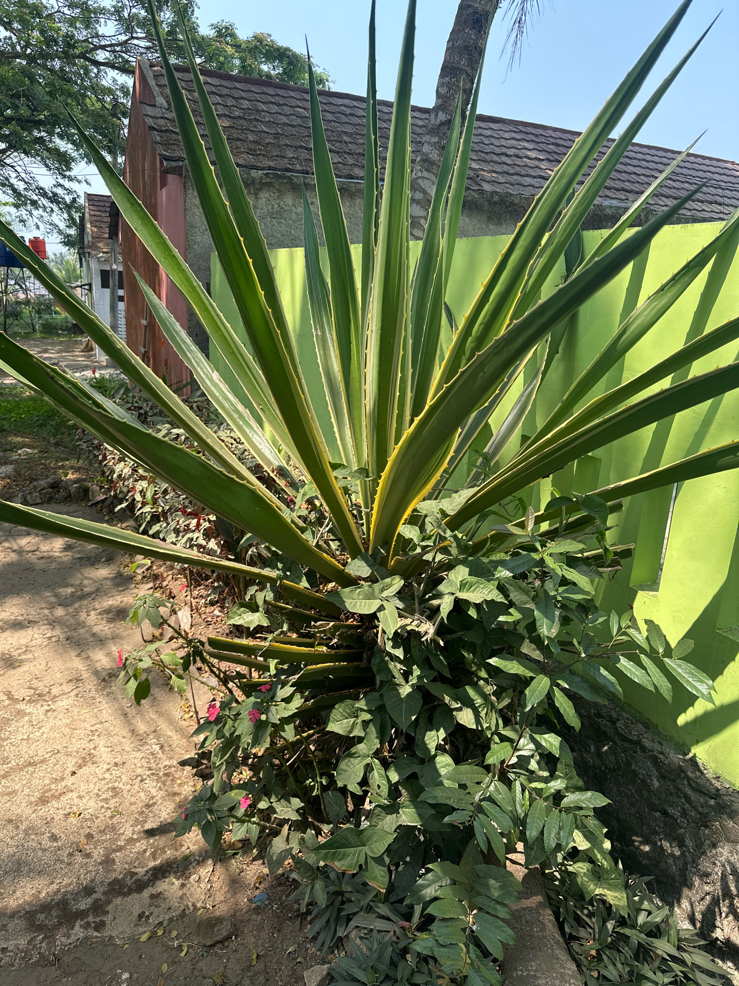 An Agave plant with long, spiky green leaves edged in yellow is the focal point of this outdoor image, located in Saruni, Indonesia. The plant is situated in front of a bright green wall, with parts of a red and gray building visible behind it. Lush green foliage surrounds the base of the Agave, and a dirt path with scattered leaves is visible to the left. The scene is illuminated by sunlight, casting shadows from the plant and trees onto the path and wall.