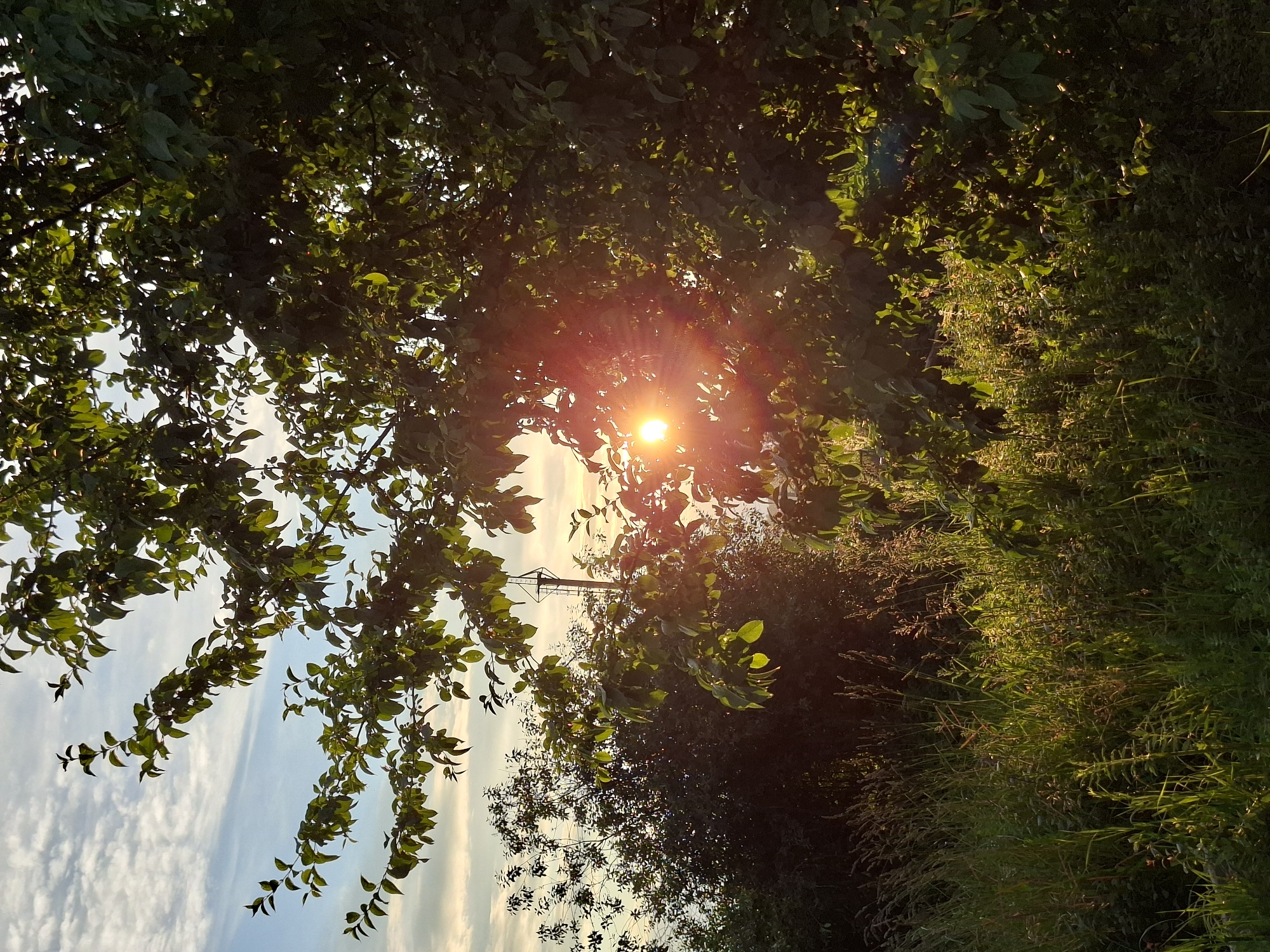 The image depicts a sun-drenched natural scene, likely outdoors in Karsha, Russia, during a warm, clear day. The sun, a bright orb with visible rays, is partially obscured by the lush green foliage of trees and tall grass. The sunlight casts a warm, golden glow over the entire landscape, highlighting the textures of the leaves and blades of grass.
The scene is dominated by vegetation, with leafy branches of a tree in the foreground creating a natural frame. The branches hang down, suggesting a peaceful, perhaps slightly overgrown, setting. In the background, a tall, thin metal structure, possibly a utility pole or part of a fence, is visible, breaking the otherwise natural expanse. The sky above is a soft blue, dotted with wispy white clouds, indicating fair weather.
The lighting suggests the image was captured during either sunrise or sunset, given the warm, radiant quality of the sun's light and the long shadows that might be implied. The overall mood is serene and tranquil, evoking a sense of natural beauty and the peacefulness of the countryside. There are no people or specific events depicted, only the quiet splendor of nature illuminated by the sun. The image is a still shot, capturing a moment of natural beauty.