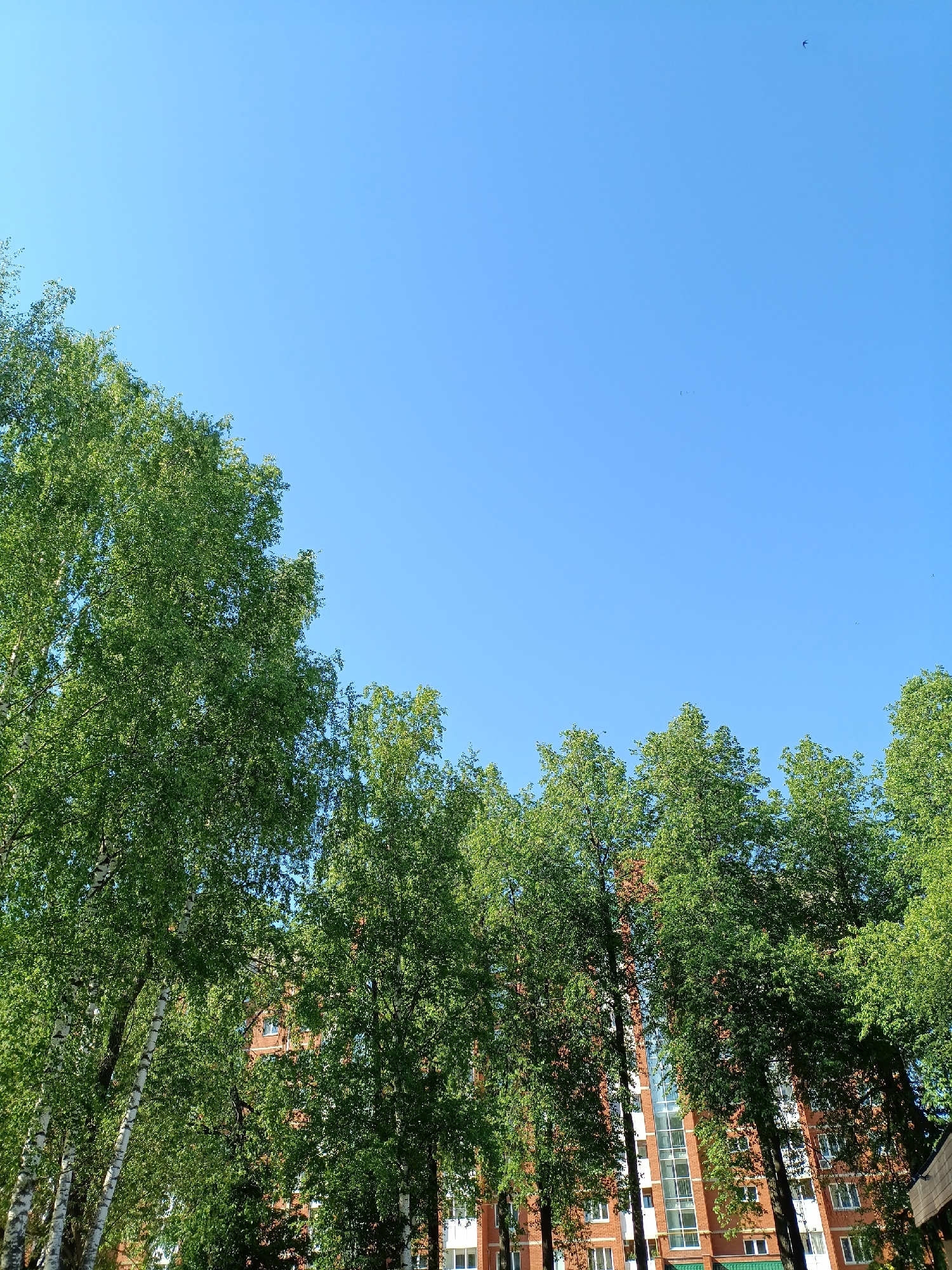 The image shows a view looking up towards the sky. The foreground is filled with green tree foliage, with the trunks of several birch trees visible. A red brick building is partially obscured by the trees. The sky is clear and blue, with what appears to be a small bird or insect flying in the upper center. The location is Chaikovsky, Russia.