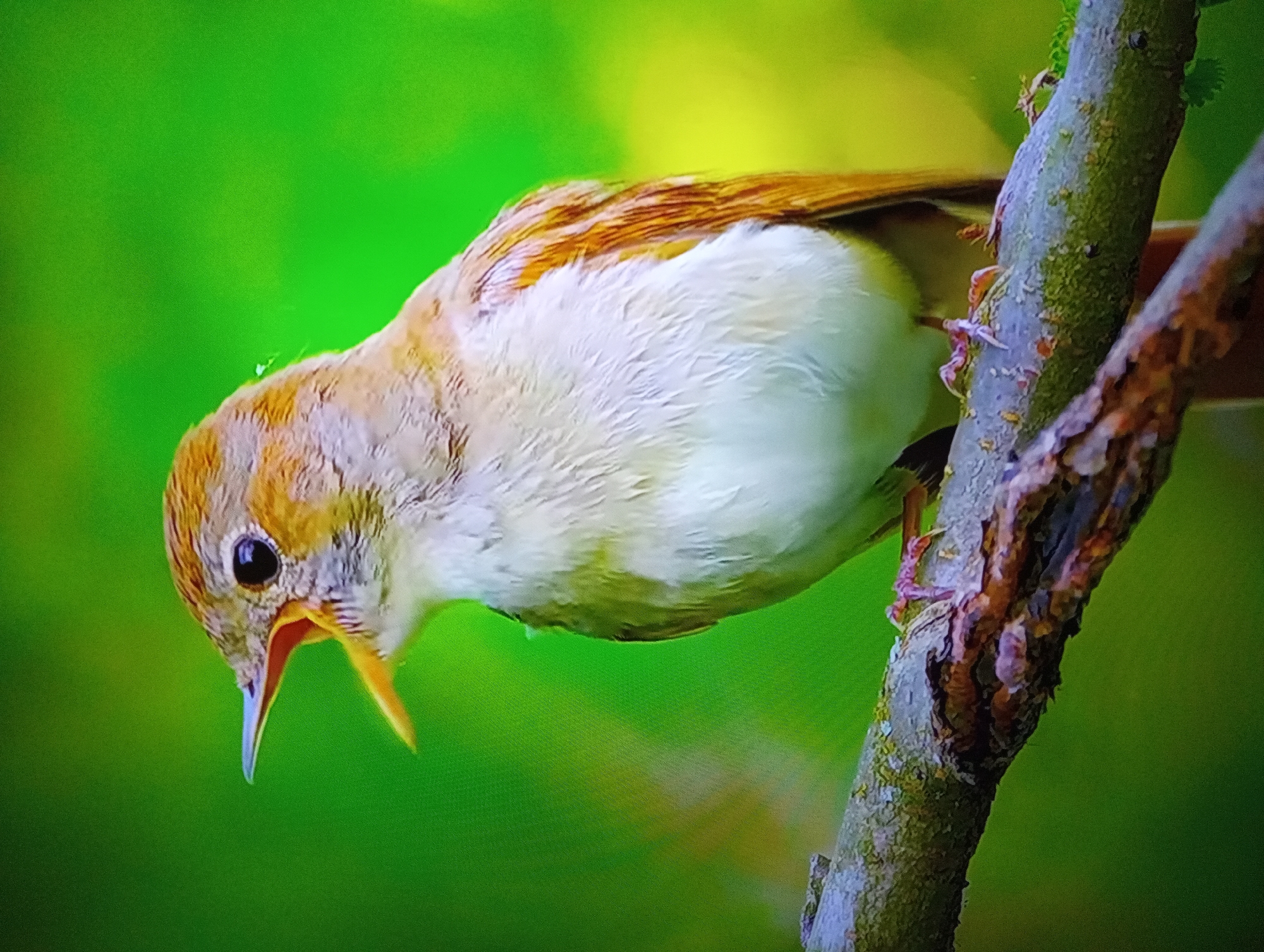 A close-up shot captures a small bird with brown and white plumage perched on a branch. The bird's head is tilted downwards, with its beak open, revealing a bright yellow interior. Its eye is dark and round, and its body appears plump. The bird's wings are a mix of brown and lighter feathers. It is gripping a rough, textured tree branch with its small, pink claws. The background is a vibrant, out-of-focus green, suggesting a lush, natural environment, possibly a forest or garden. The lighting appears bright, hinting at daytime. No text is visible in the image. The overall impression is one of a moment captured in nature, with the bird seemingly in the midst of vocalizing or feeding.