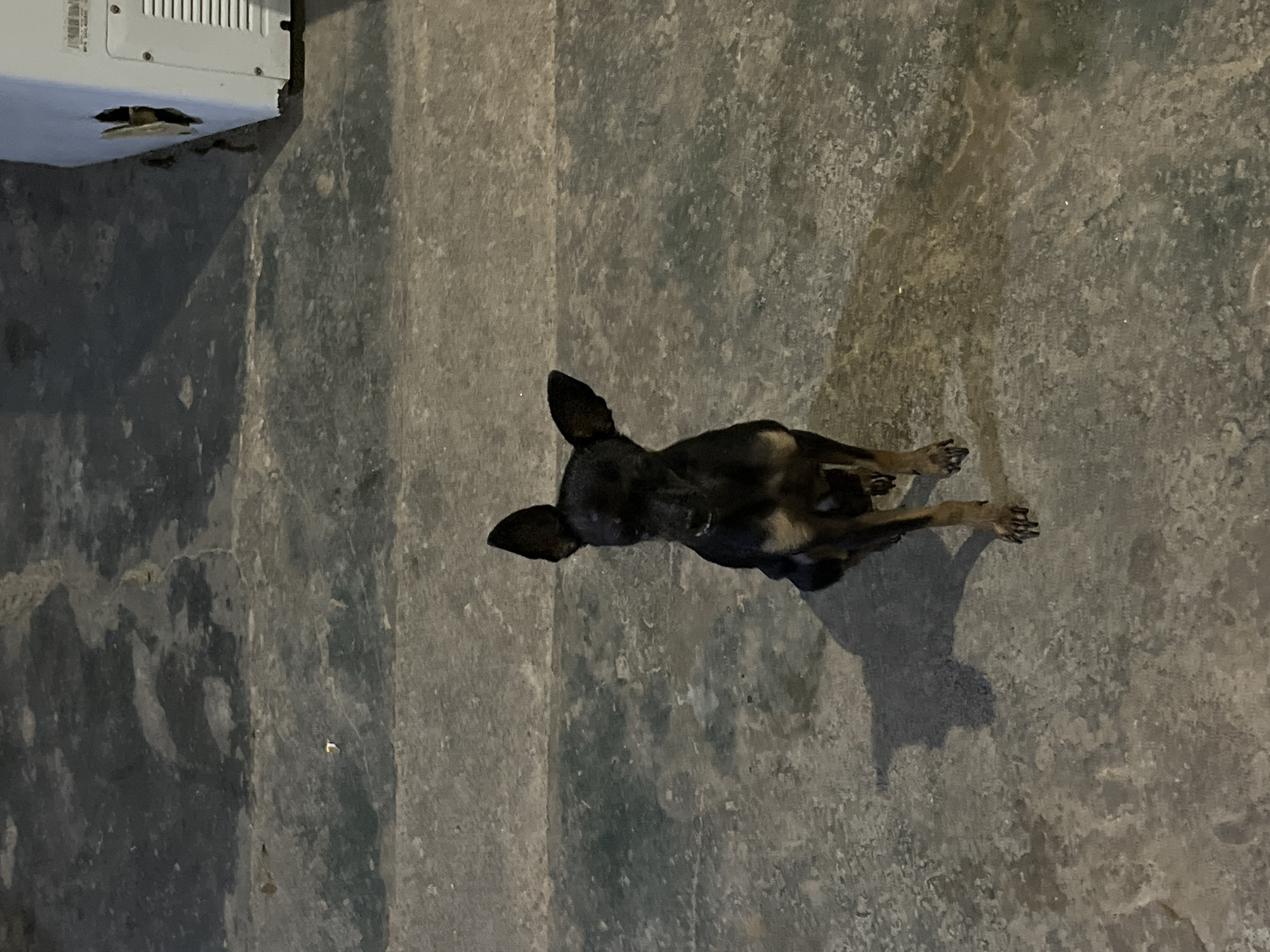 A black and tan miniature pinscher dog sits on a textured concrete surface, likely a street or walkway, in Juan Griego, Venezuela. The dog faces the camera with its ears perked up. The concrete appears worn and uneven, with visible cracks and variations in color. In the background, to the right of the dog, is the corner of a white appliance, possibly a refrigerator, with a damaged section that reveals a darker interior. The lighting suggests it is either early morning or late evening, casting a shadow of the dog to its left. The overall scene is gritty and urban.